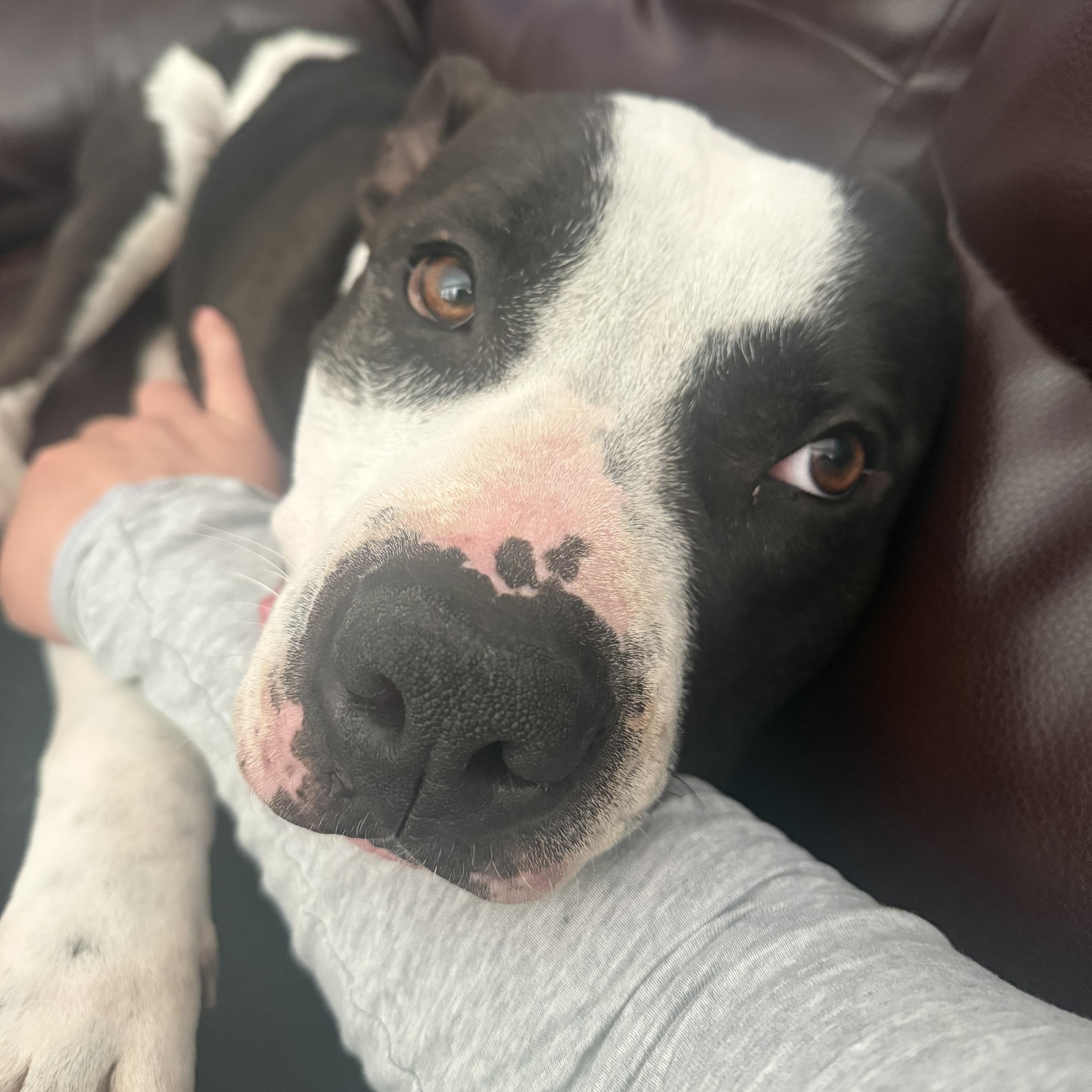 Perfect & Gentle BOBO