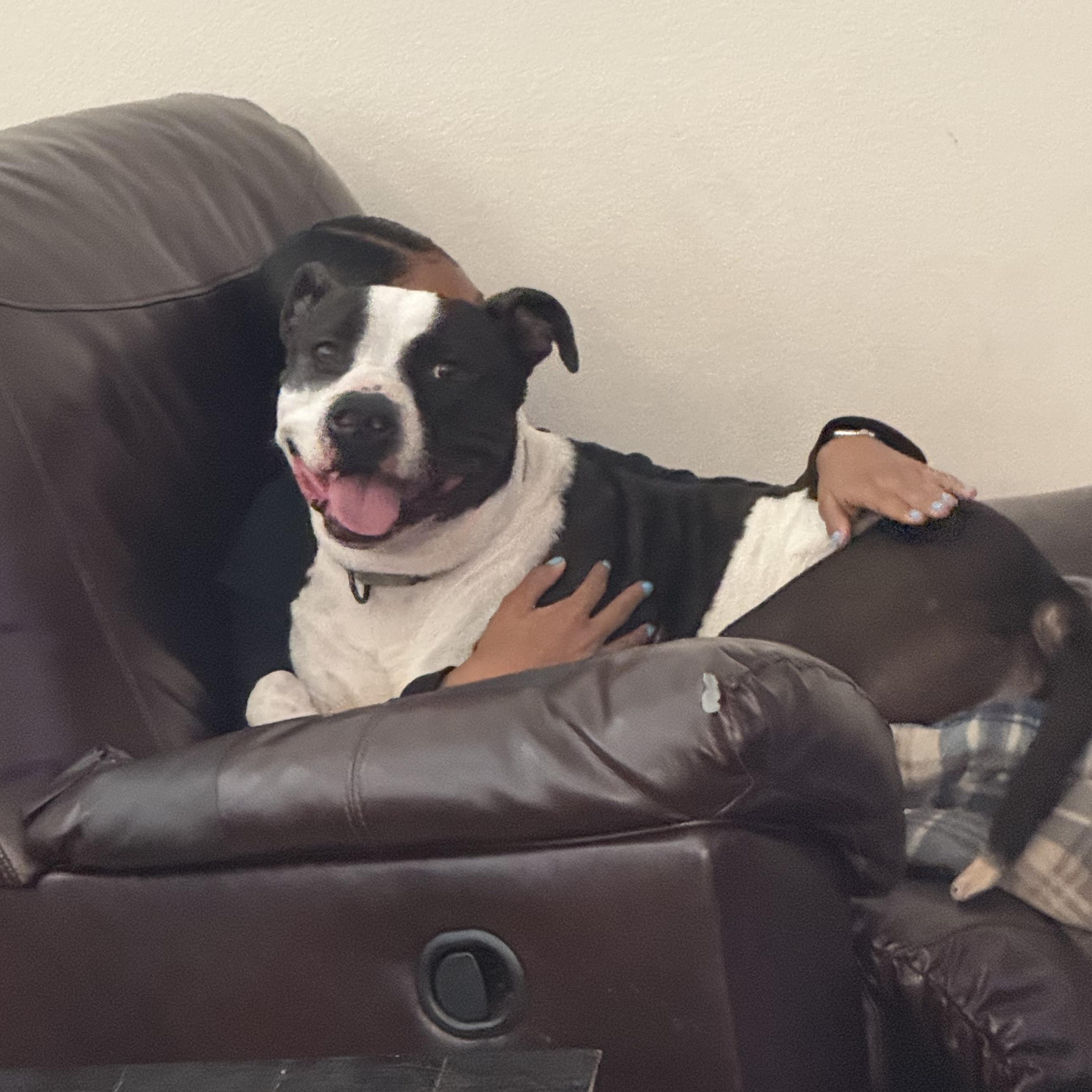 Perfect & Gentle BOBO