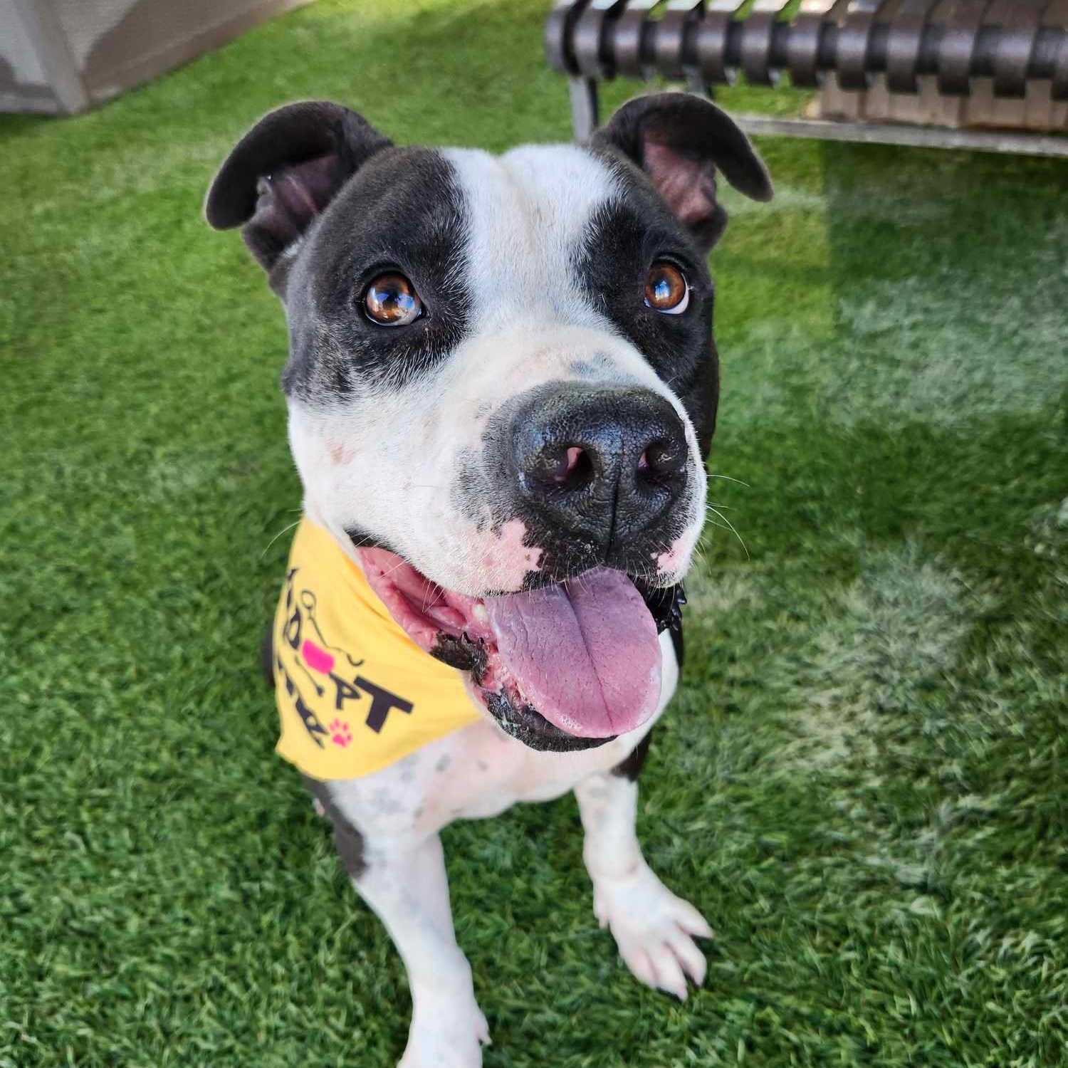 Perfect & Gentle BOBO