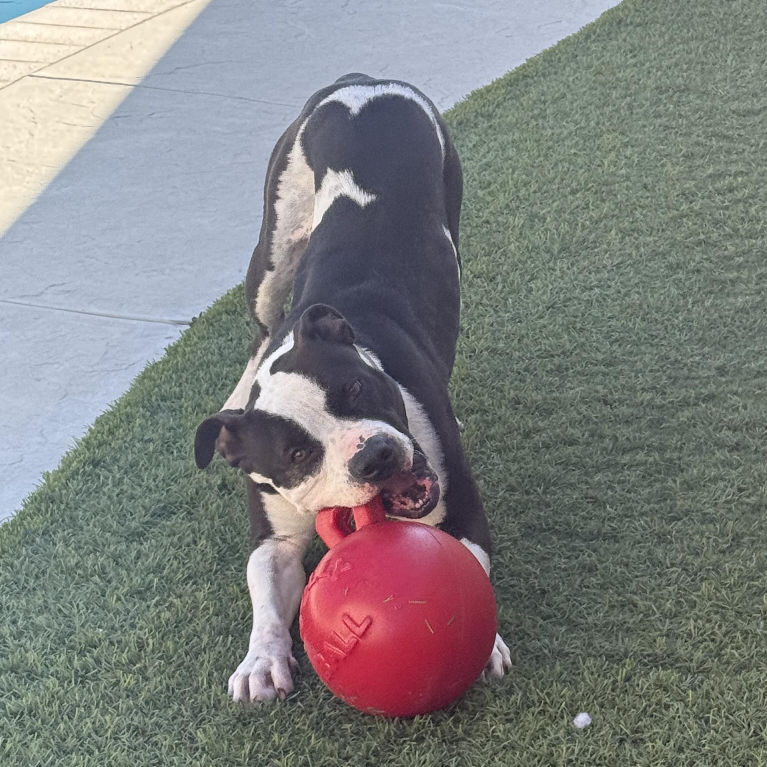 Perfect & Gentle BOBO