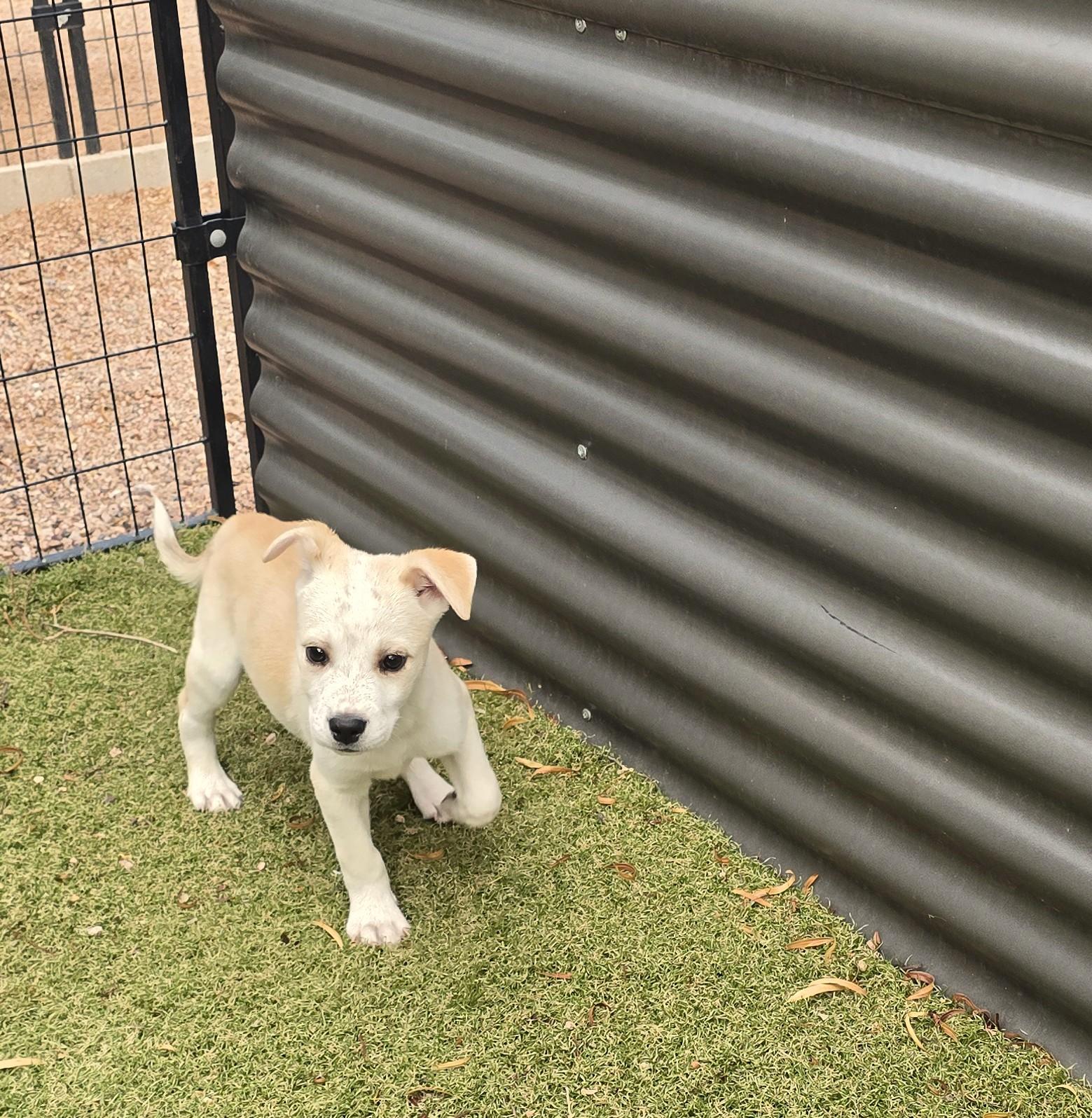 Enlarge Bidziil, a ADOPTABLE mixed breed in Apache Junction, AZ image 4/4