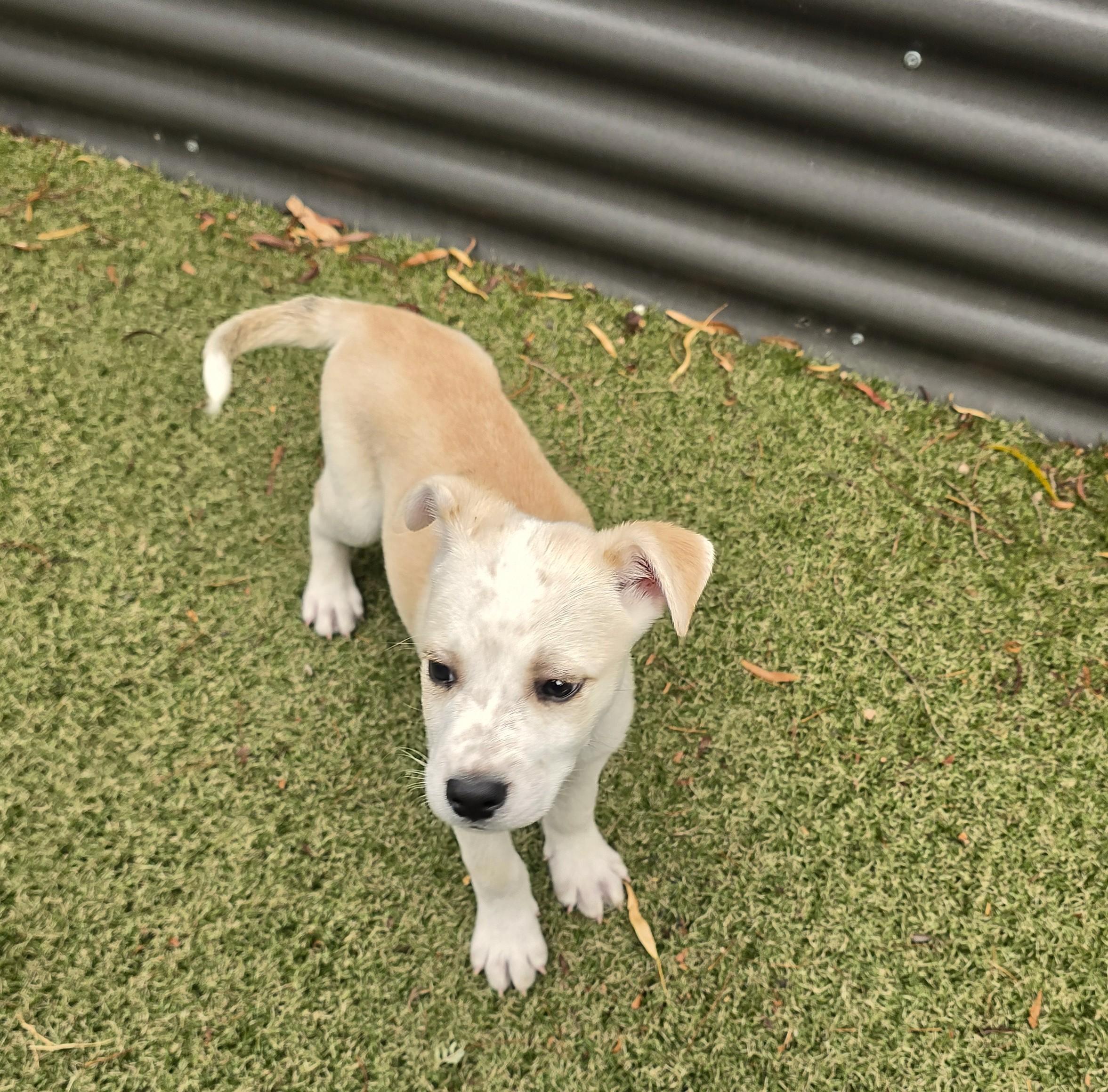 Enlarge Bidziil, a ADOPTABLE mixed breed in Apache Junction, AZ image 3/4