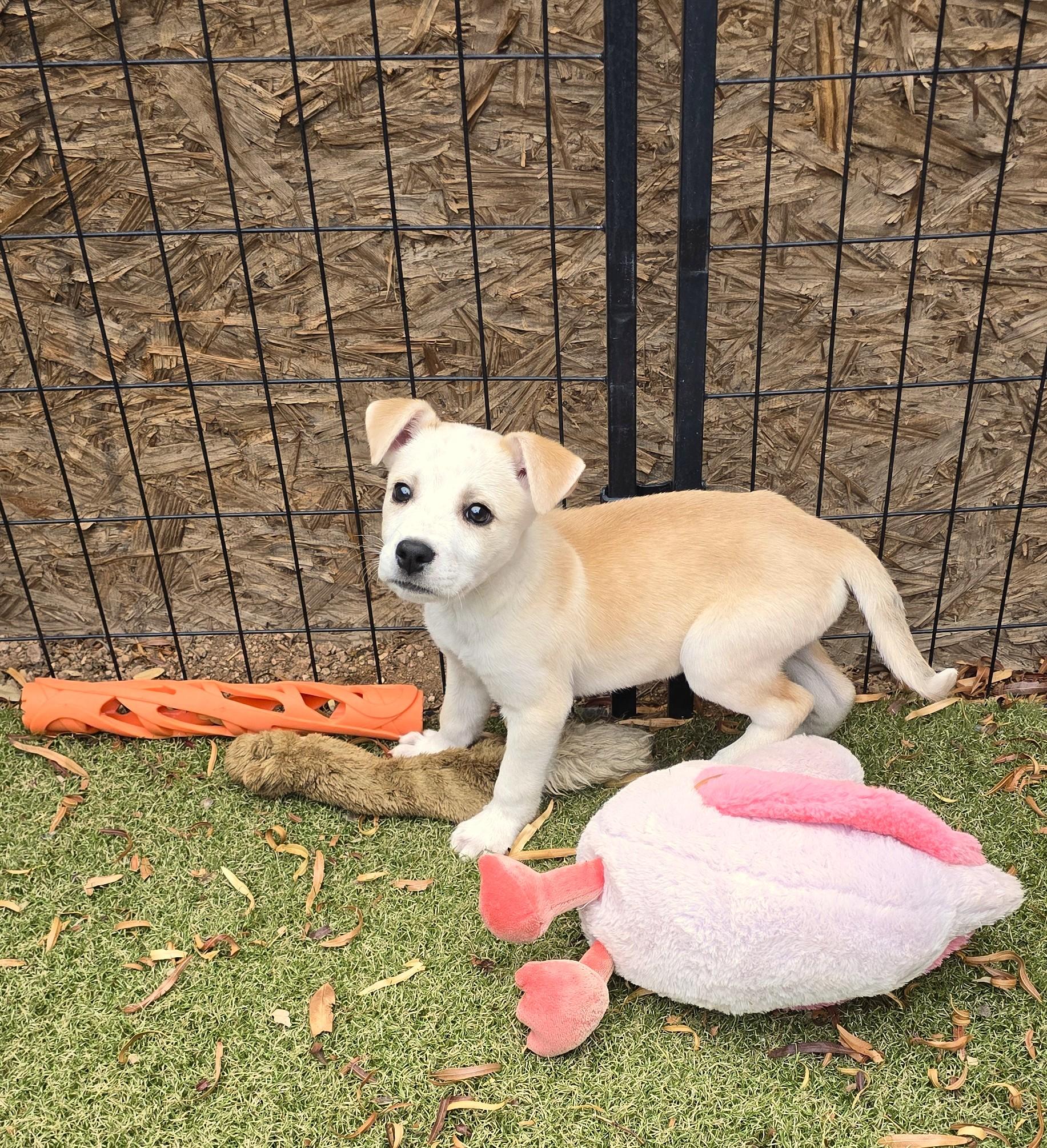 Enlarge Bidziil, a ADOPTABLE mixed breed in Apache Junction, AZ image 2/4