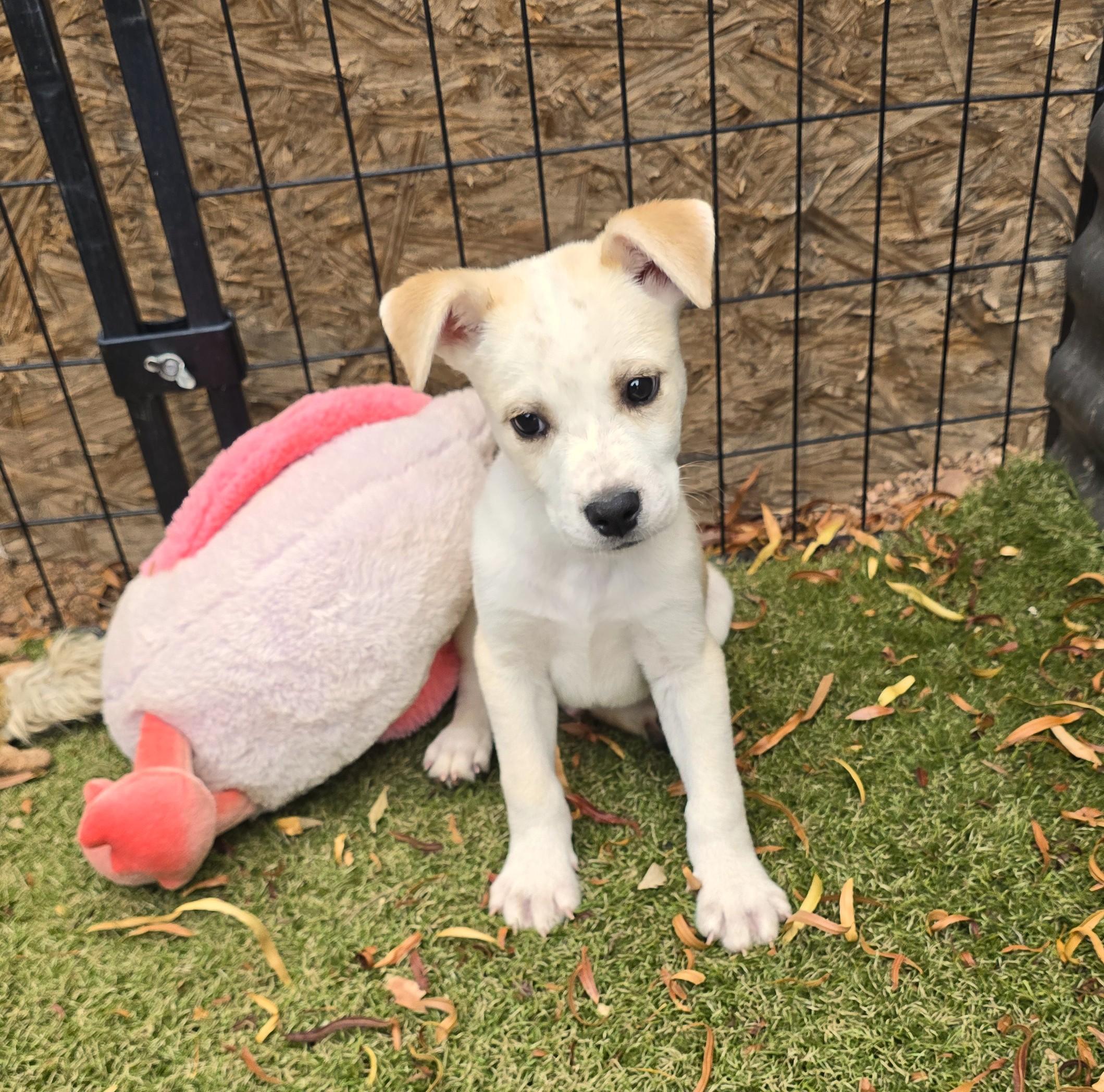 Bidziil, ADOPTABLE, Puppy Male Labrador Retriever & Boxer.