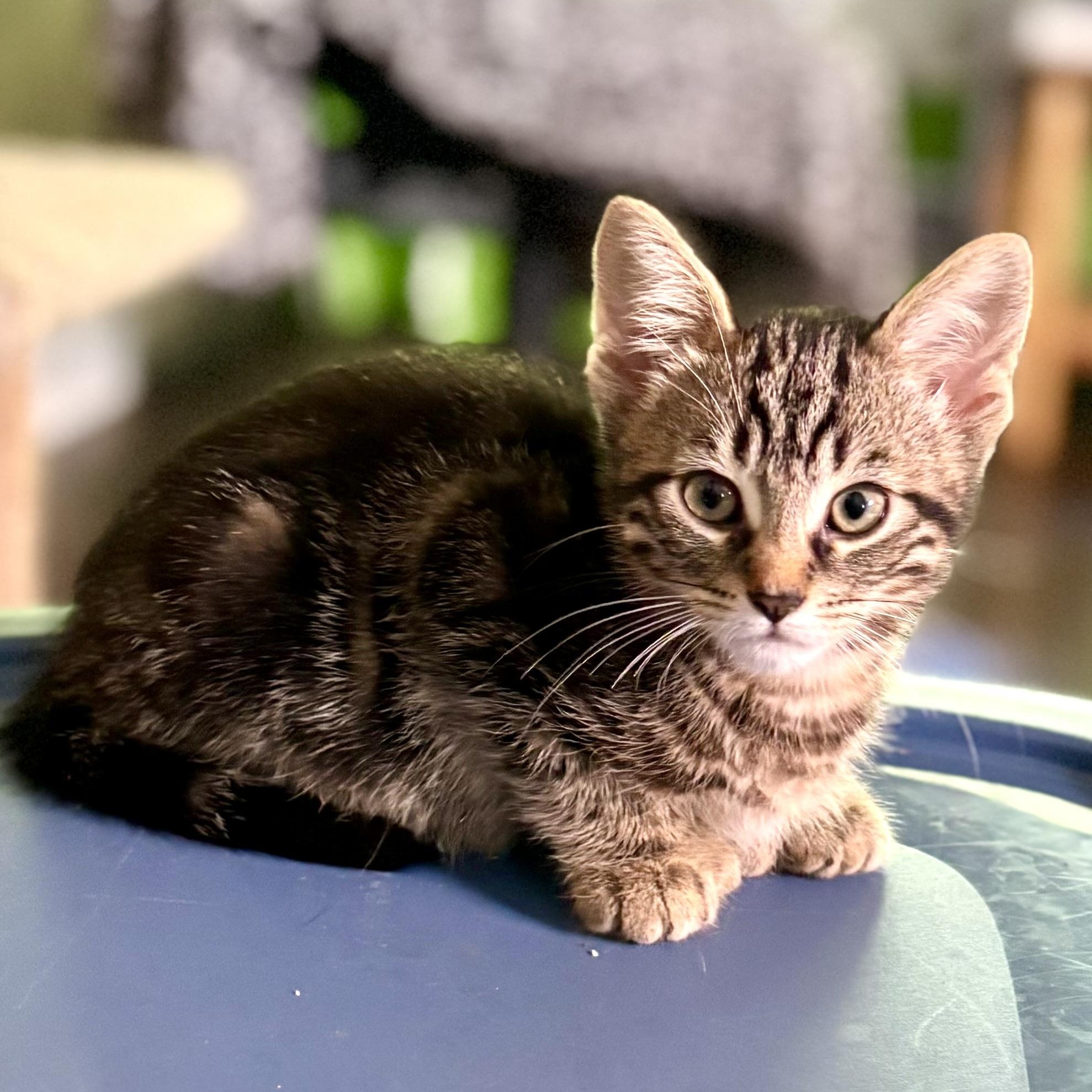 Enlarge Mitchell, a ADOPTABLE Domestic Short Hair in Ottawa, ON image 3/6