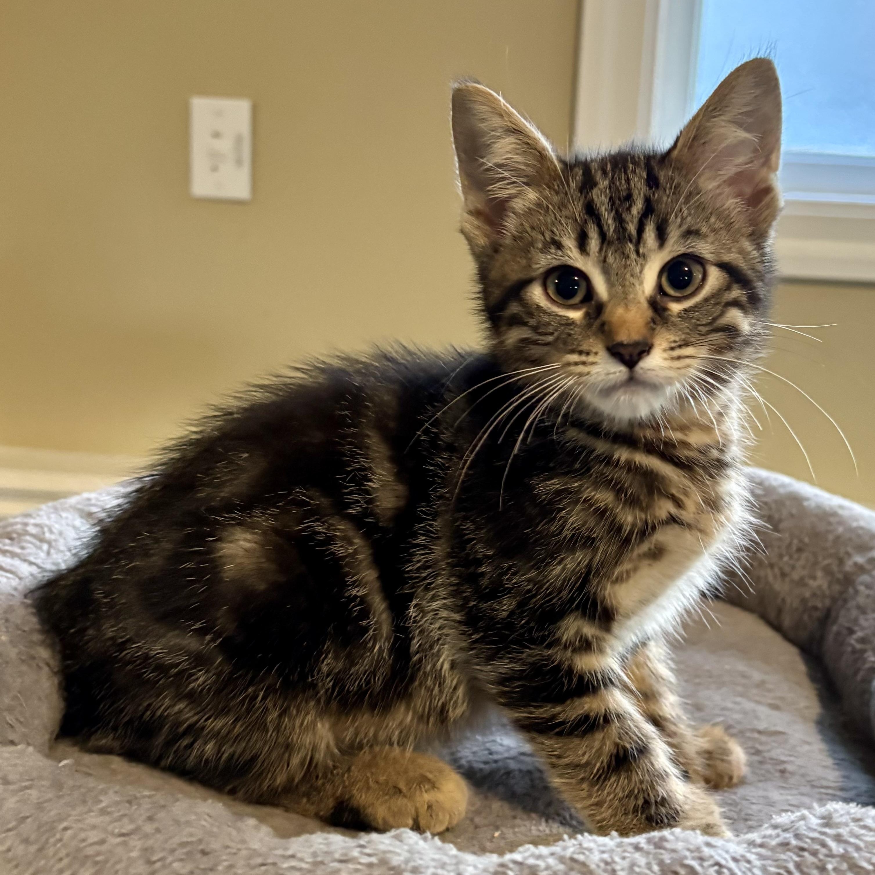 Enlarge Mitchell, a ADOPTABLE Domestic Short Hair in Ottawa, ON image 2/6