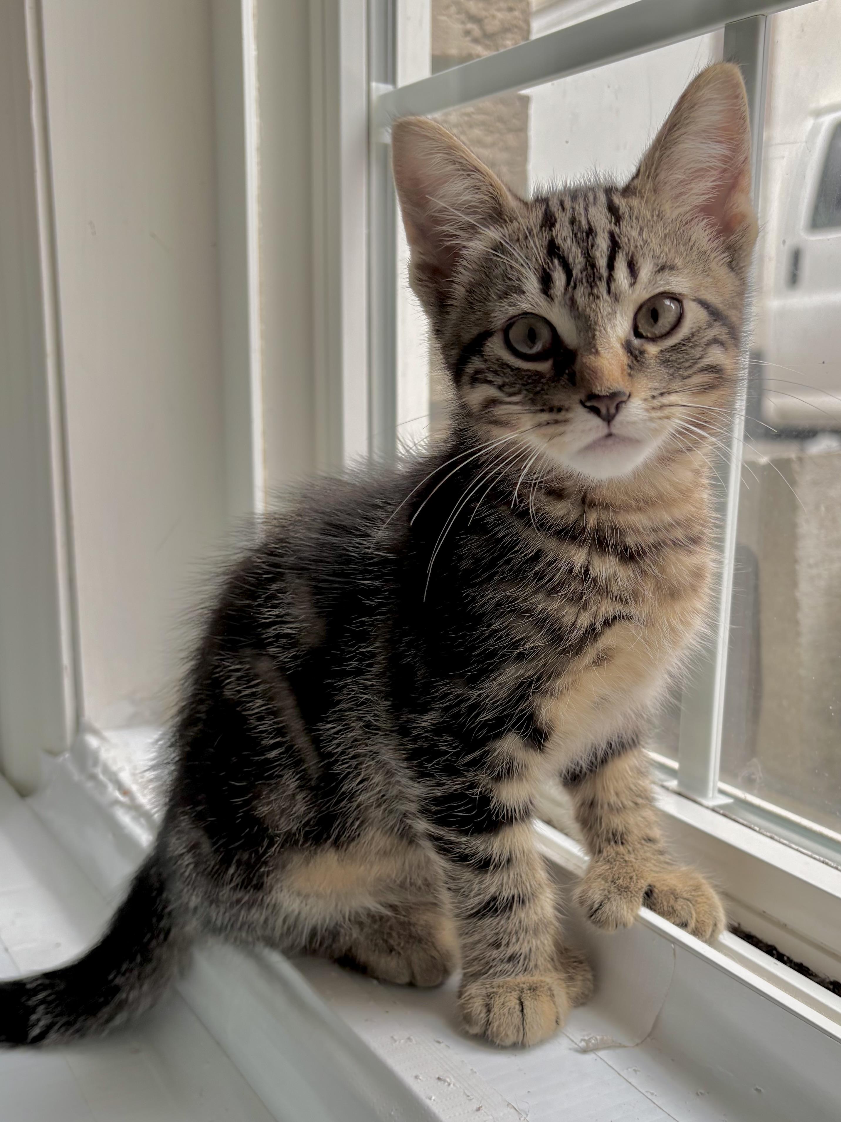 Mitchell, ADOPTABLE, Kitten Male Domestic Short Hair.