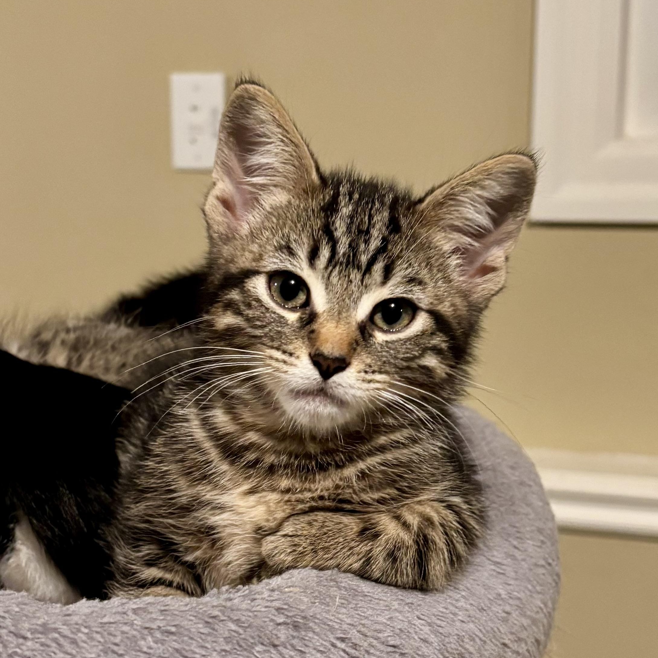 Enlarge Mitchell, a ADOPTABLE Domestic Short Hair in Ottawa, ON image 4/6