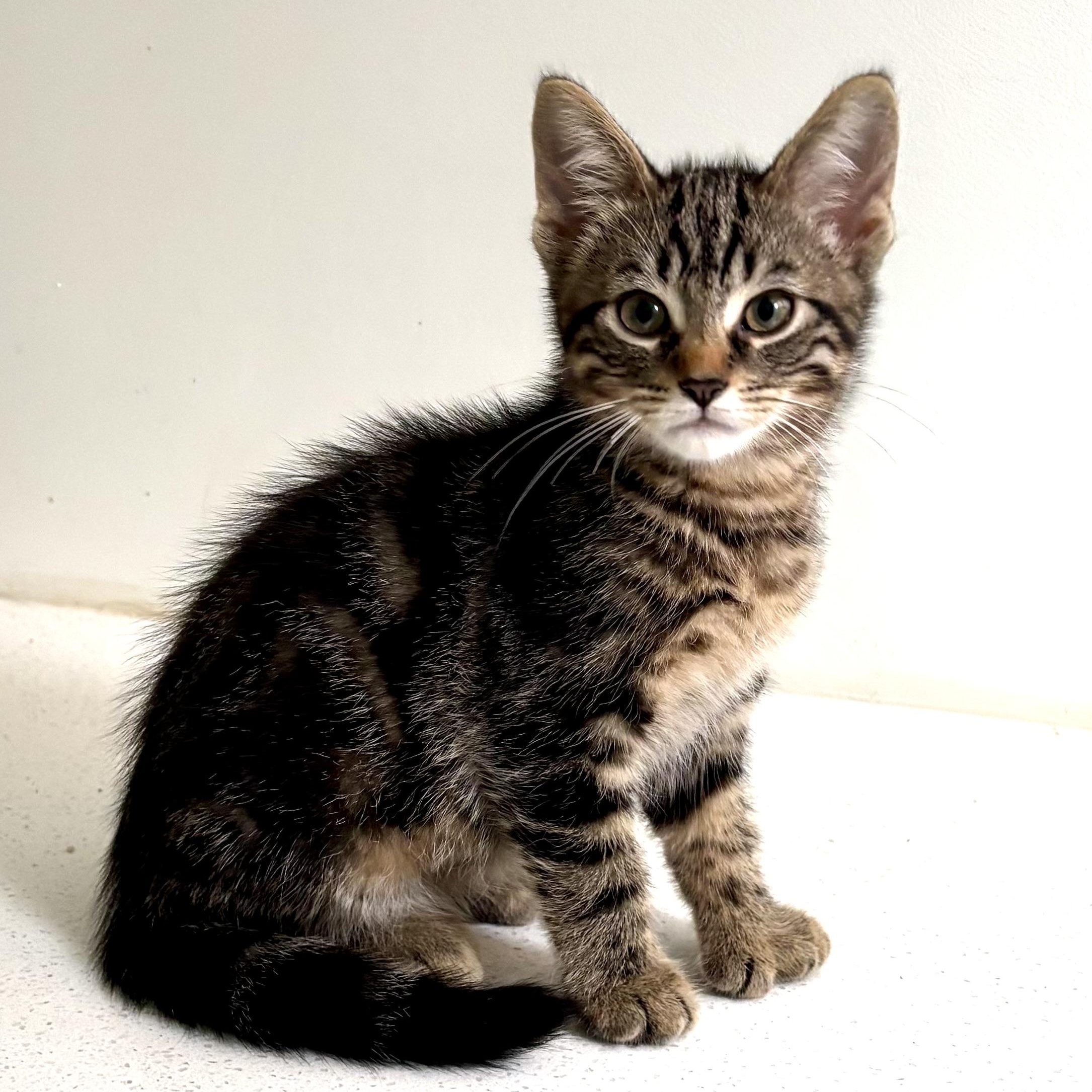Enlarge Mitchell, a ADOPTABLE Domestic Short Hair in Ottawa, ON image 6/6