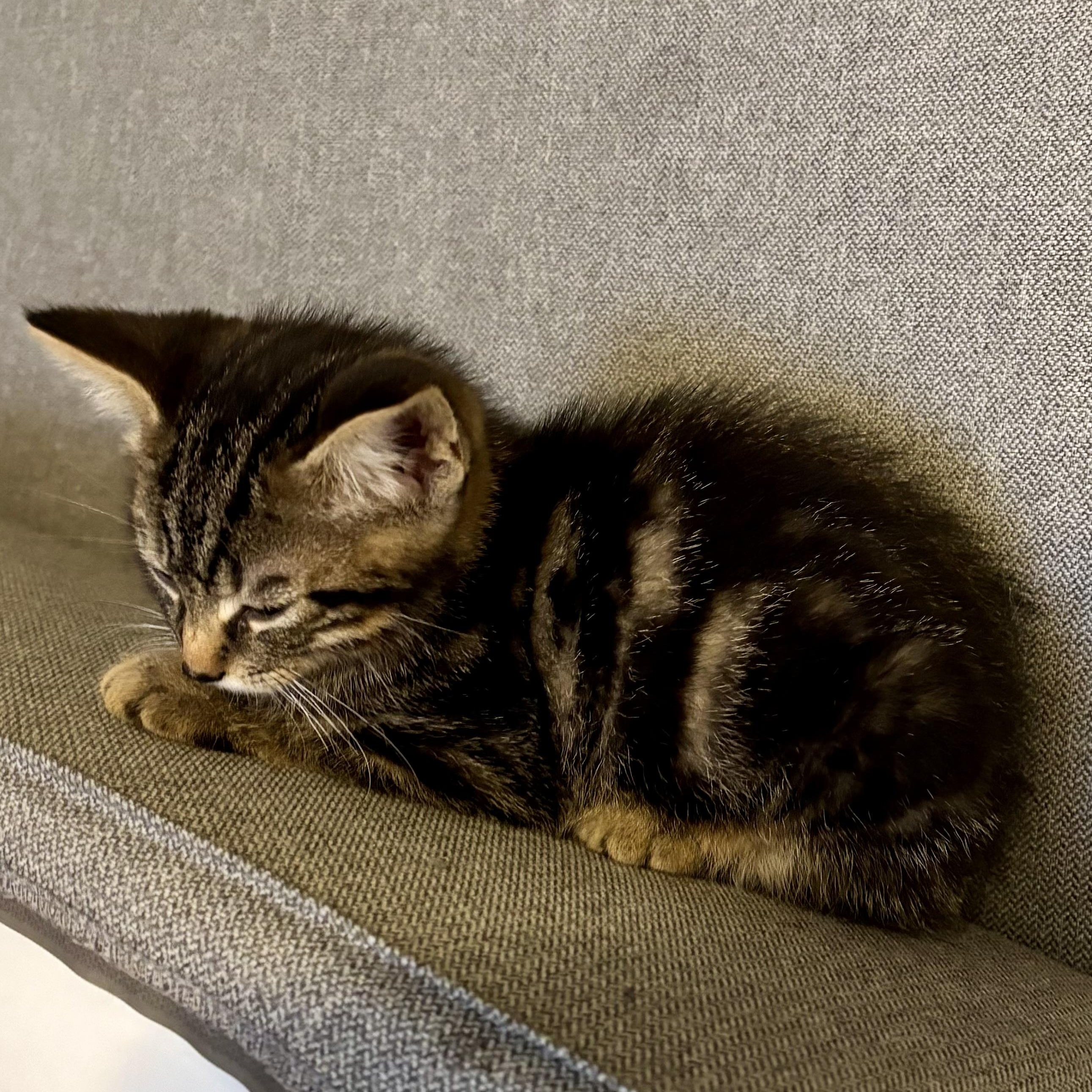 Enlarge Mitchell, a ADOPTABLE Domestic Short Hair in Ottawa, ON image 5/6