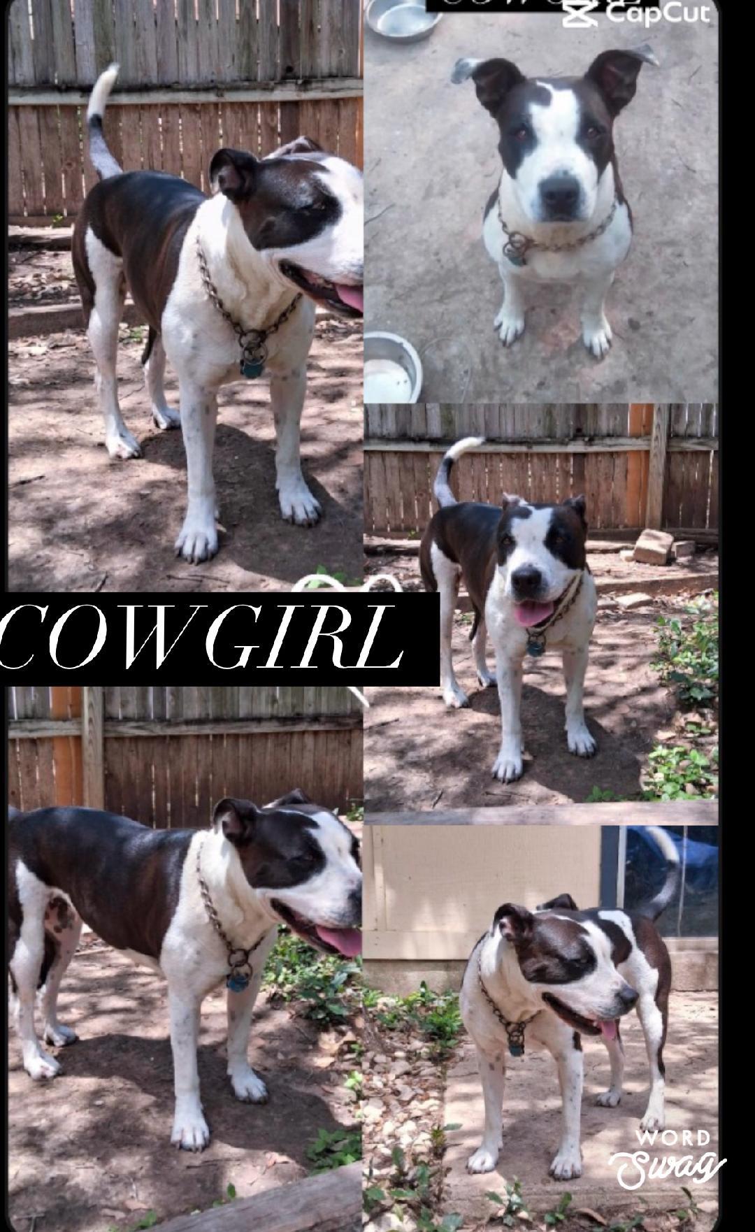 Cowgirl, Adoptable, Adult Female Pit Bull Terrier.