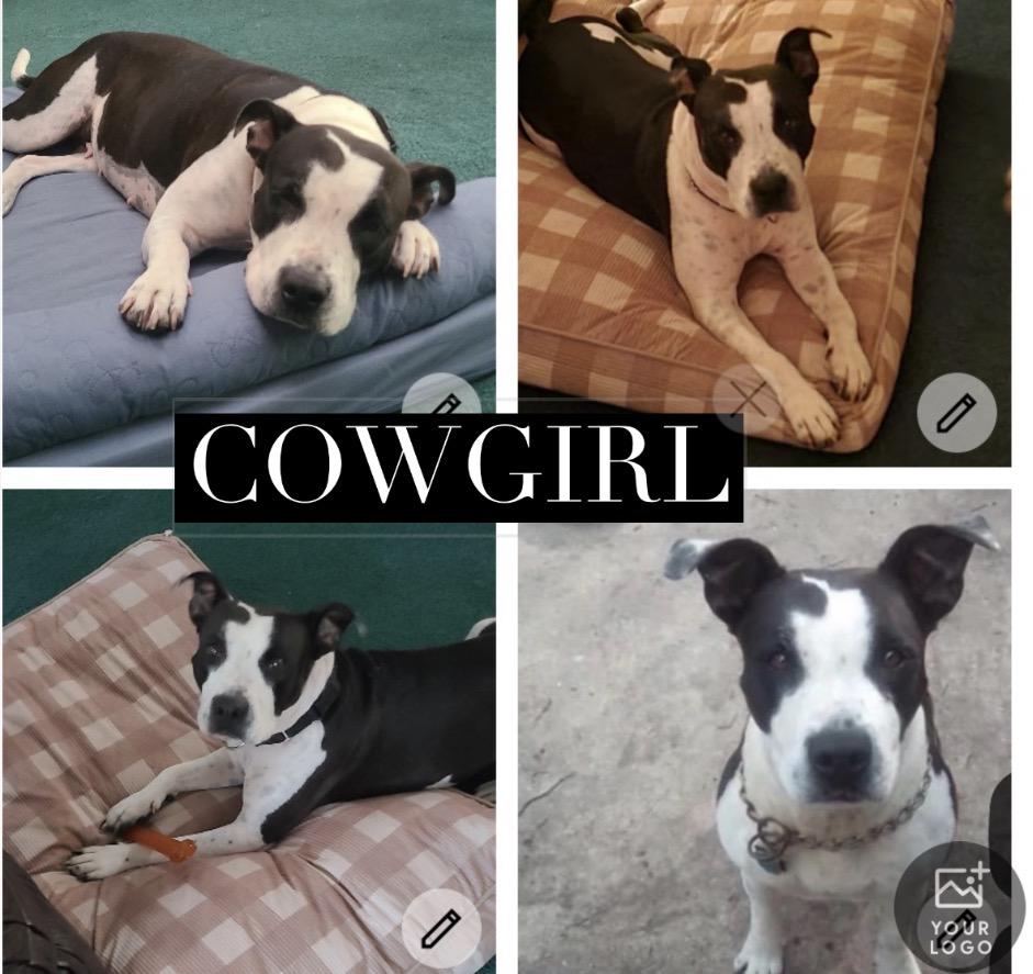 Enlarge Cowgirl, a Adoptable Pit Bull Terrier in canyon lake, TX image 2/2