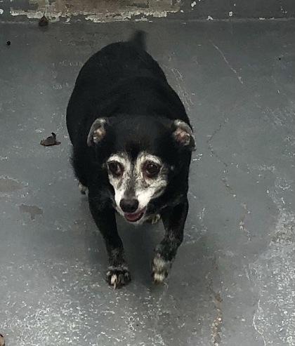 Dusty - 1, Adoptable, Adult Male Chihuahua & Mixed Breed.