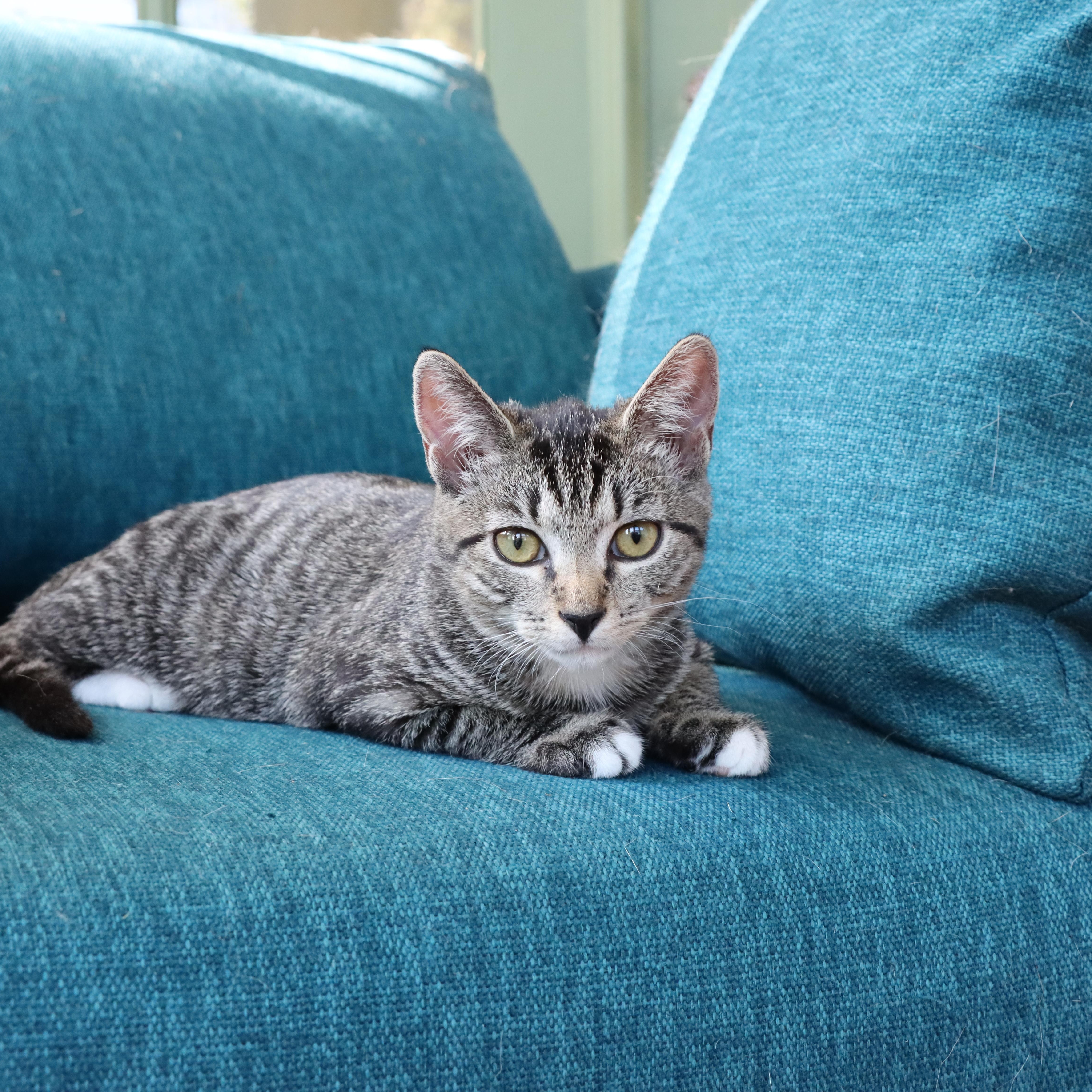 Enlarge Potato, a Adoptable mixed breed in Hyattsville, MD image 6/6
