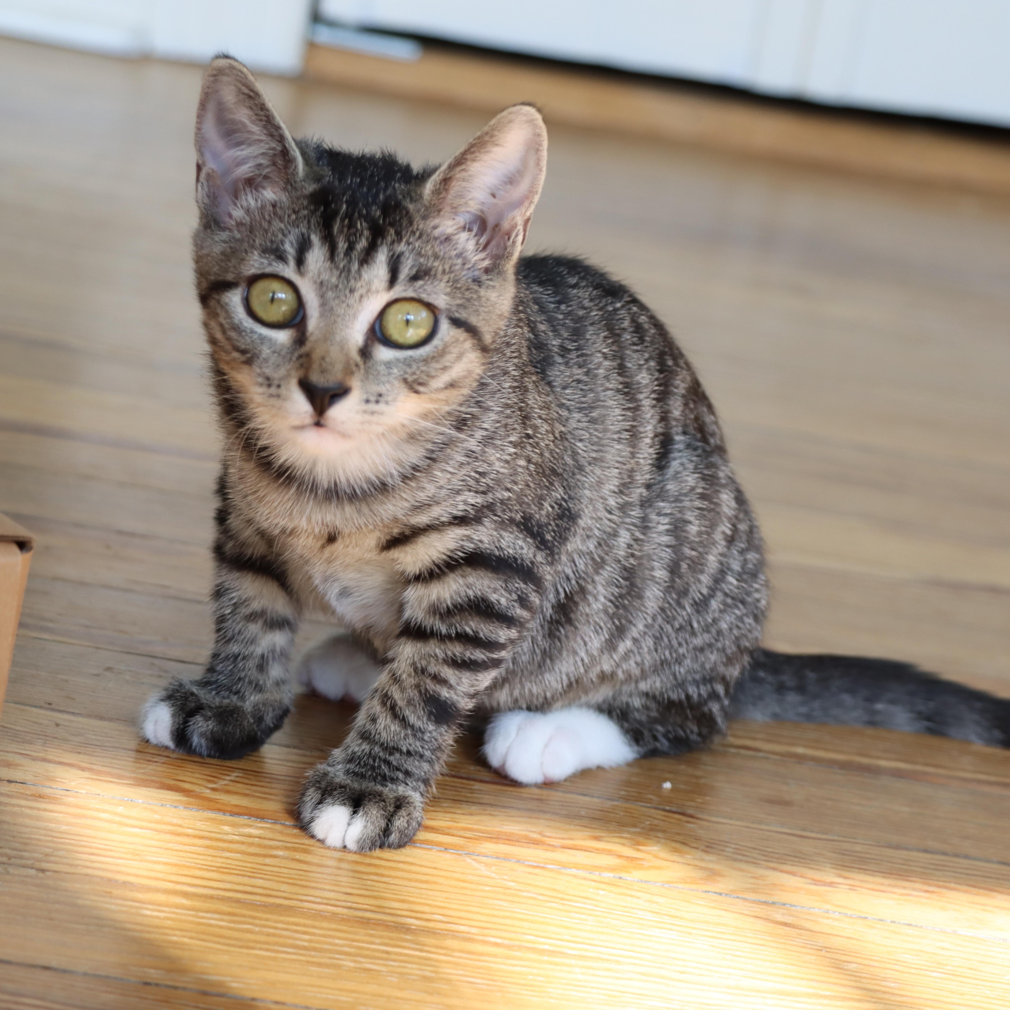 Enlarge Potato, a Adoptable mixed breed in Hyattsville, MD image 5/6