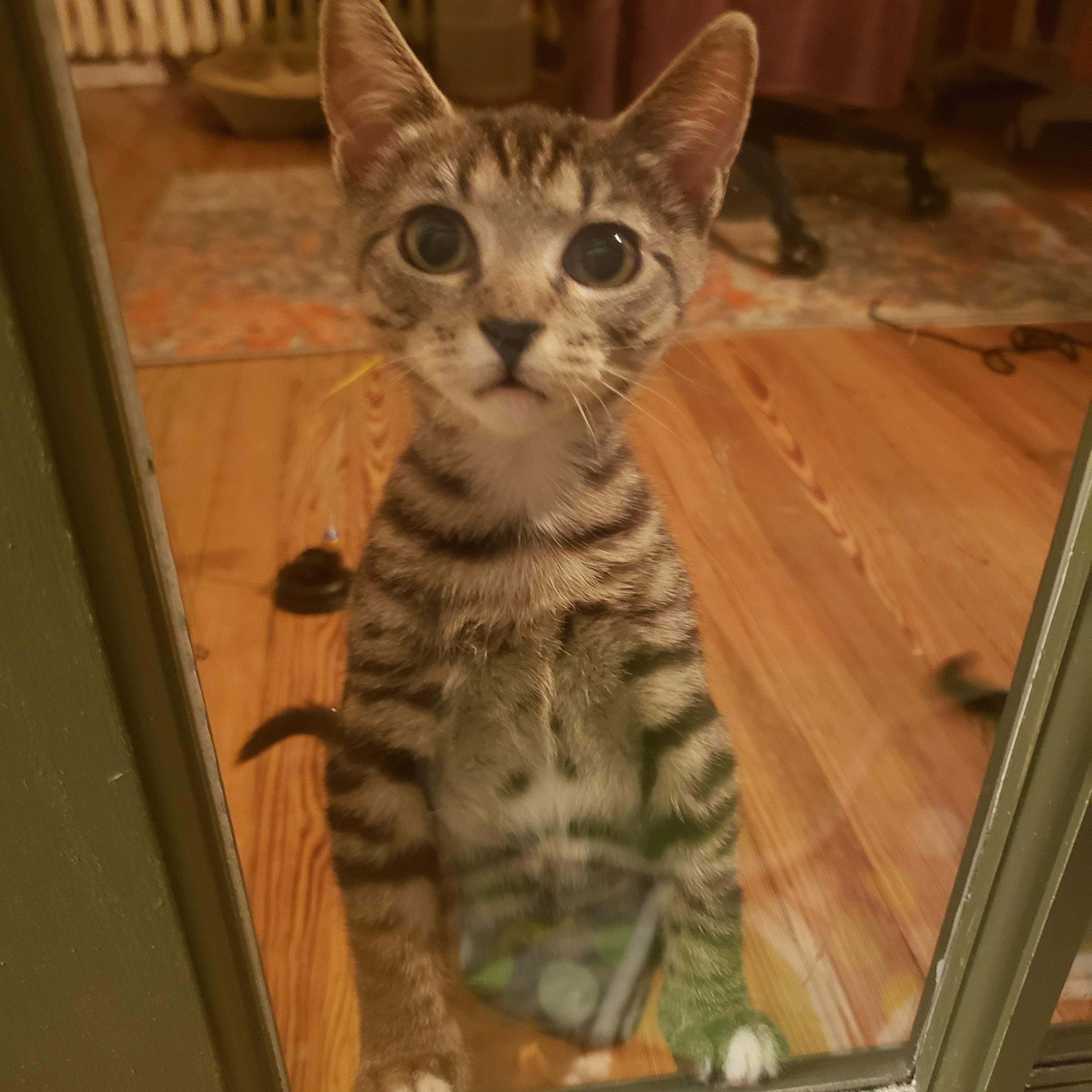 Potato, Adoptable, Kitten Female Tabby & Domestic Short Hair.