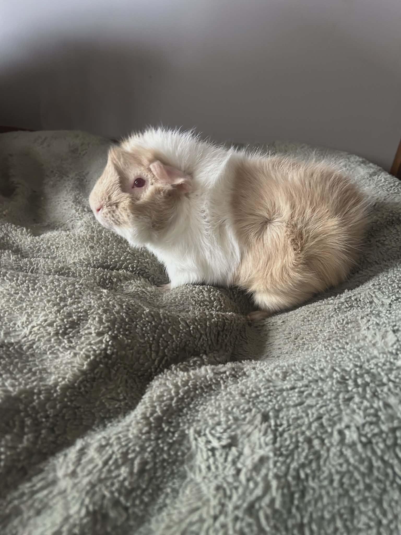 Truffles, Adopted, Adult Male Guinea Pig.