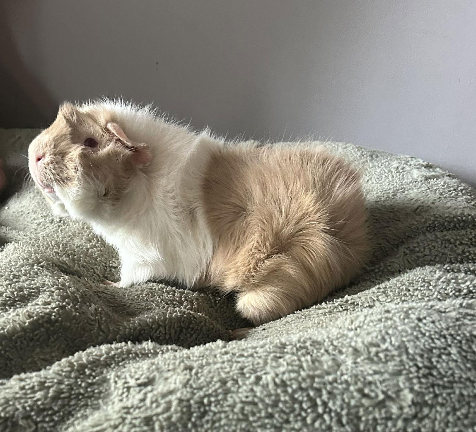 Enlarge Truffles, a Adopted Guinea Pig in hinckley, IL image 2/3
