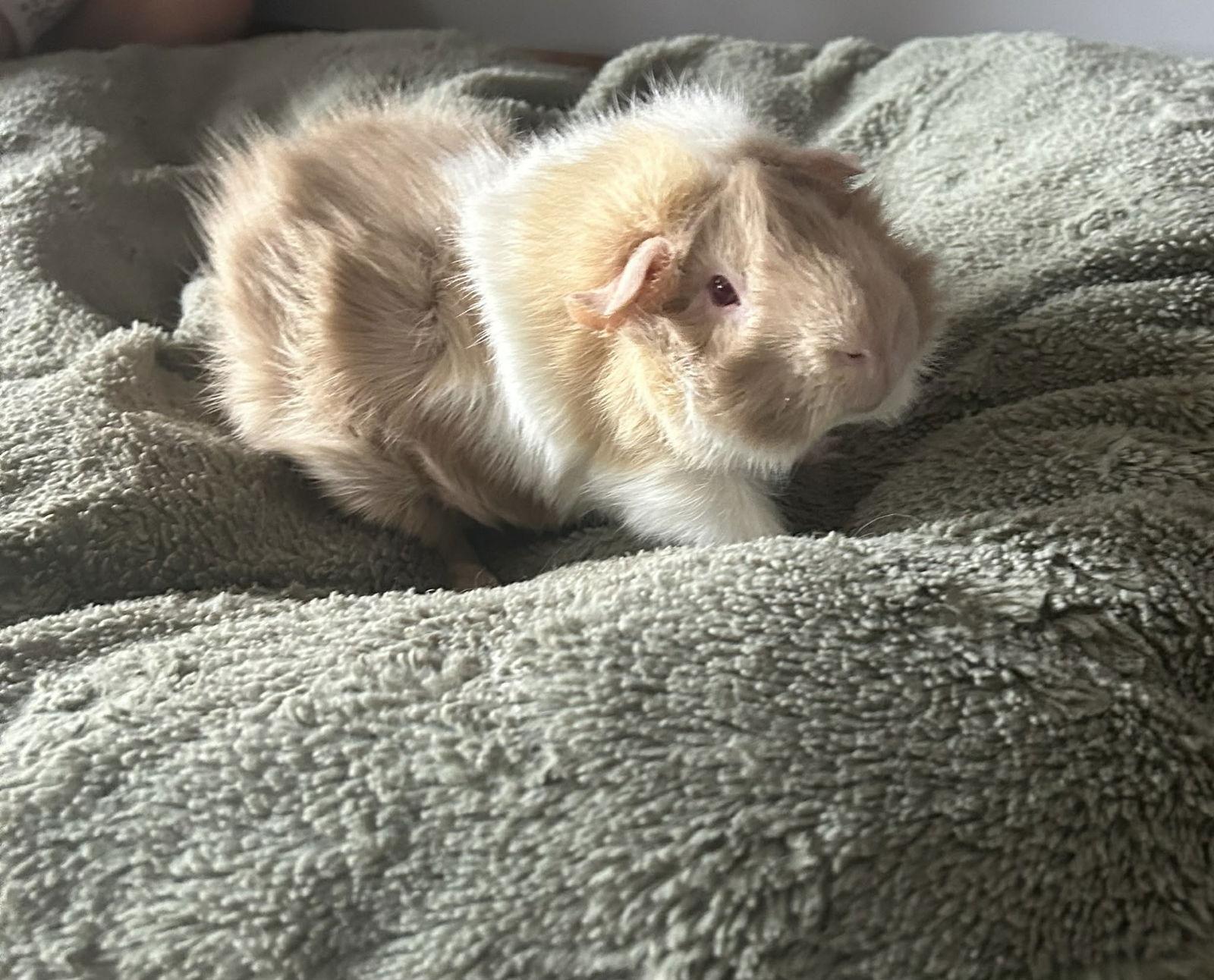 Enlarge Truffles, a Adopted Guinea Pig in hinckley, IL image 3/3