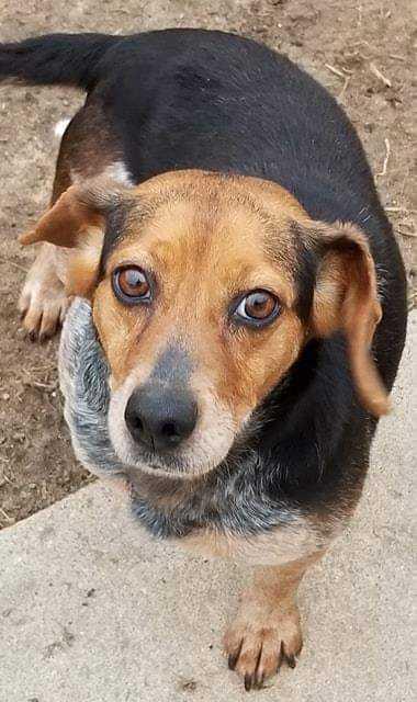 Lisha, Adopted, Adult Female Beagle.