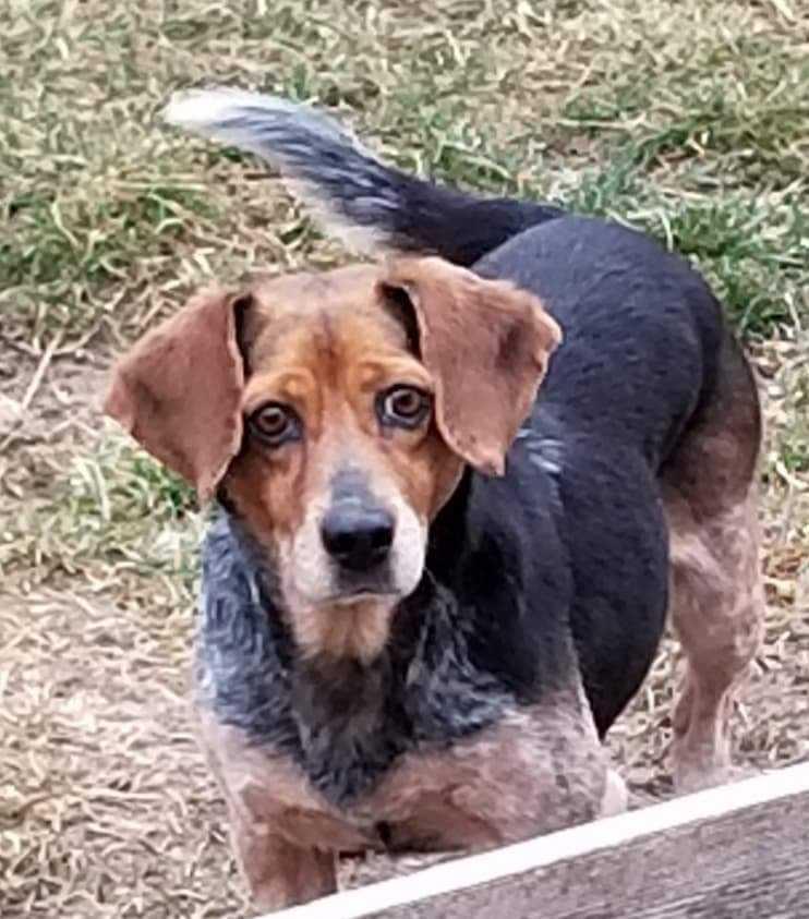 Lisha, a Adopted mixed breed in South Bend, IN image 2/3