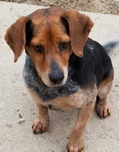 Lisha, a Adopted mixed breed in South Bend, IN image 3/3