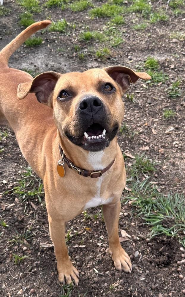 Bo, Adoptable, Young Male Boxer & Black Mouth Cur.