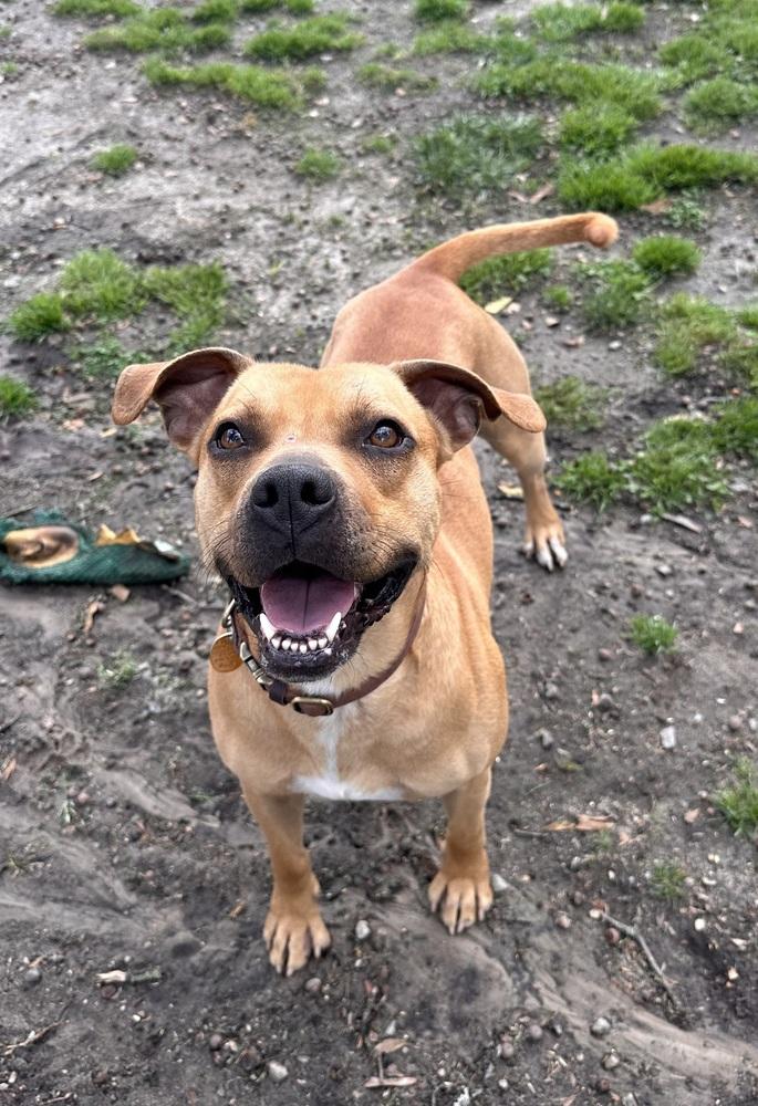 Enlarge Bo, a Adoptable mixed breed in Jackson, GA image 2/5