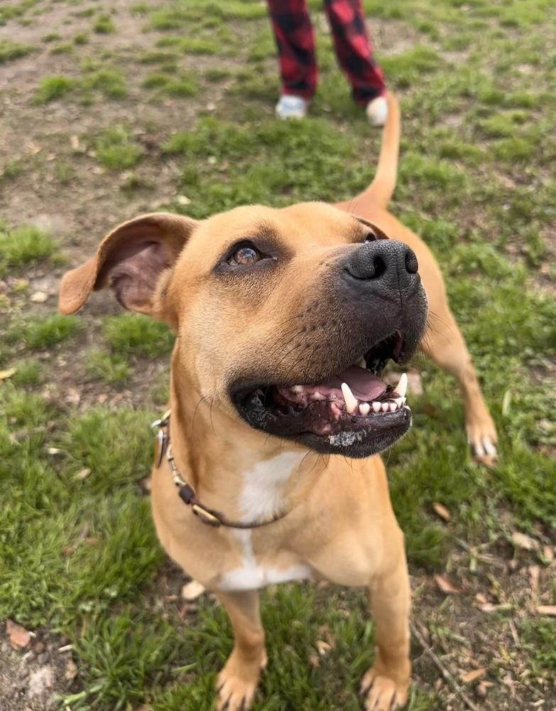 Enlarge Bo, a Adoptable mixed breed in Jackson, GA image 3/5