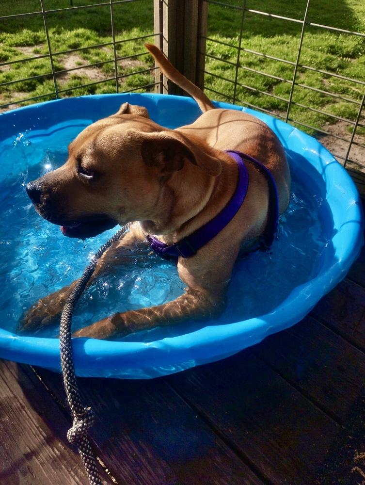 Enlarge Bo, a Adoptable mixed breed in Jackson, GA image 4/5
