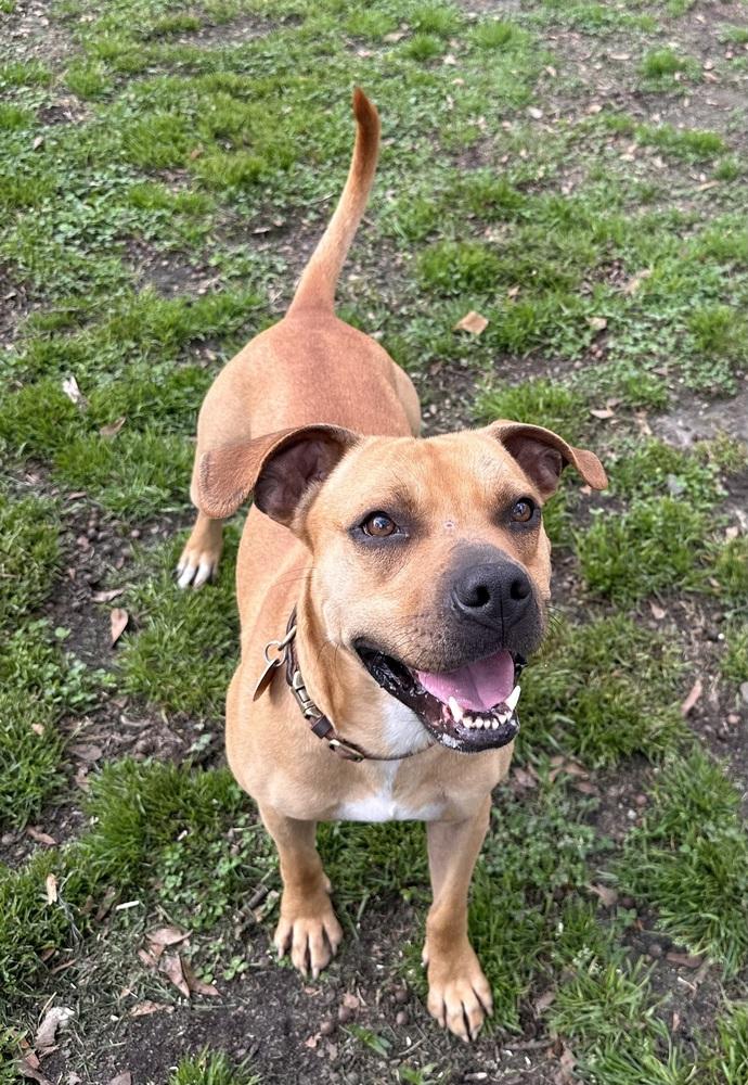 Enlarge Bo, a Adoptable mixed breed in Jackson, GA image 5/5
