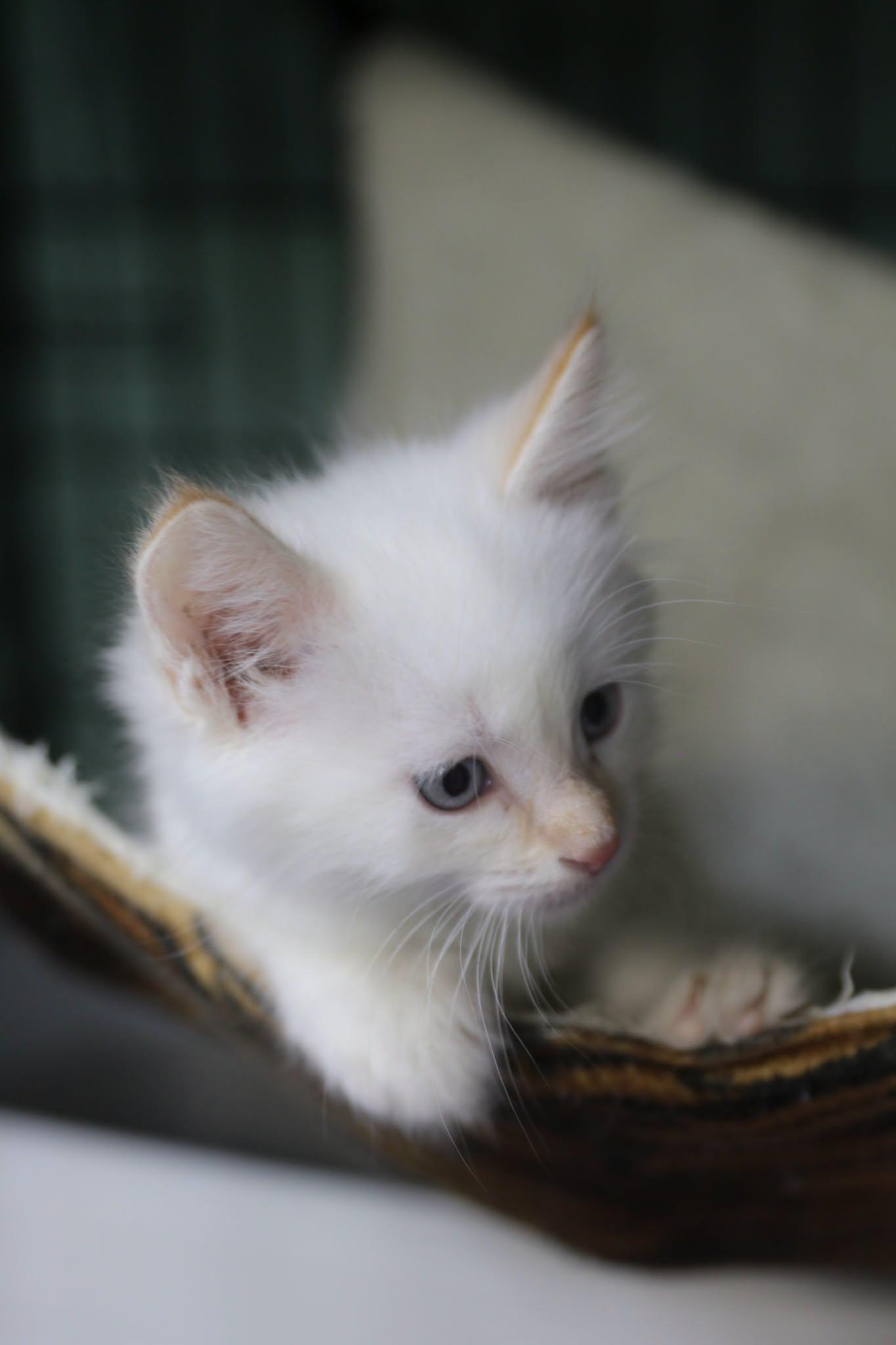 Enlarge Katsitsi, a Adoptable Siamese in Cut Bank, MT image 2/6