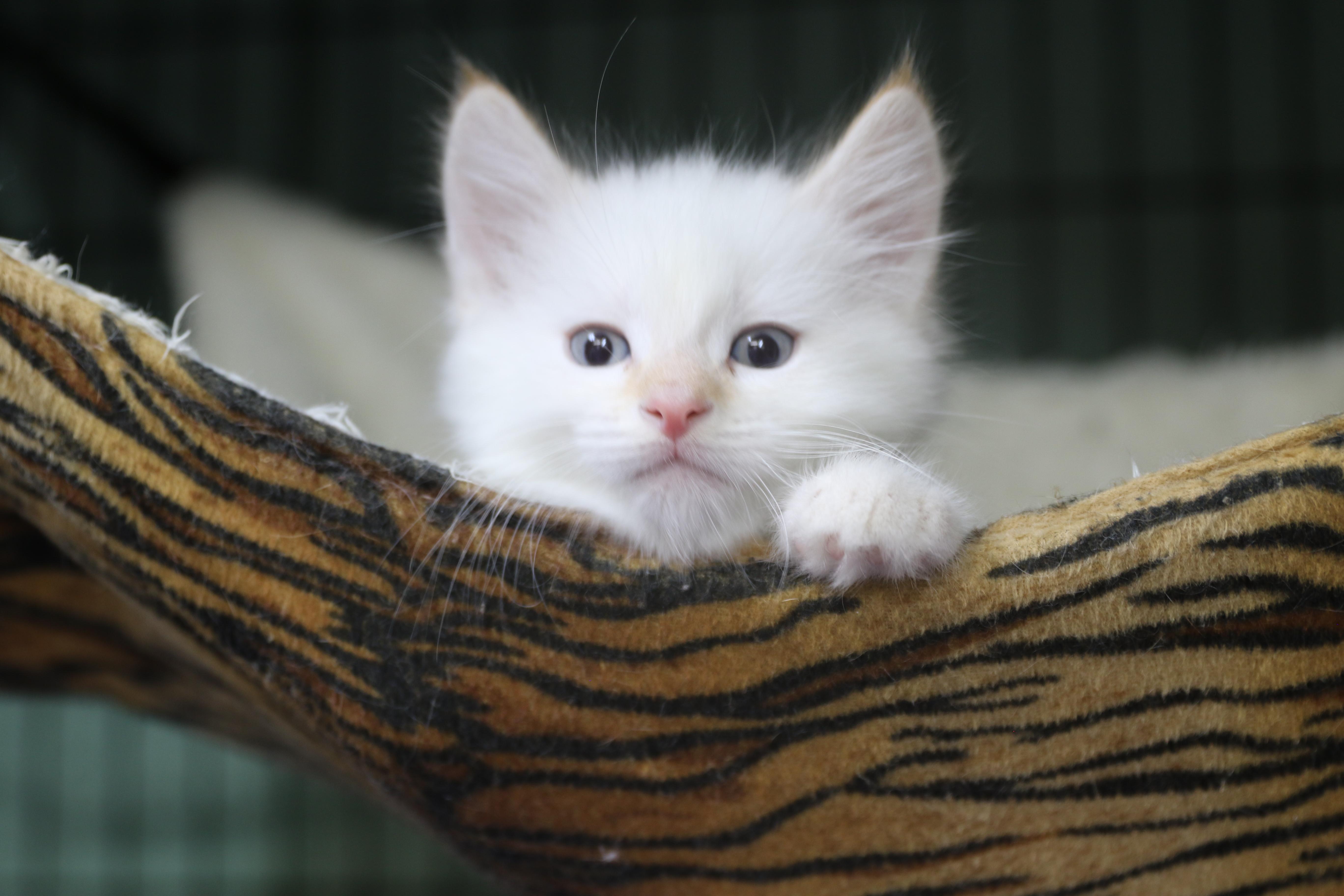 Enlarge Katsitsi, a Adoptable Siamese in Cut Bank, MT image 4/6