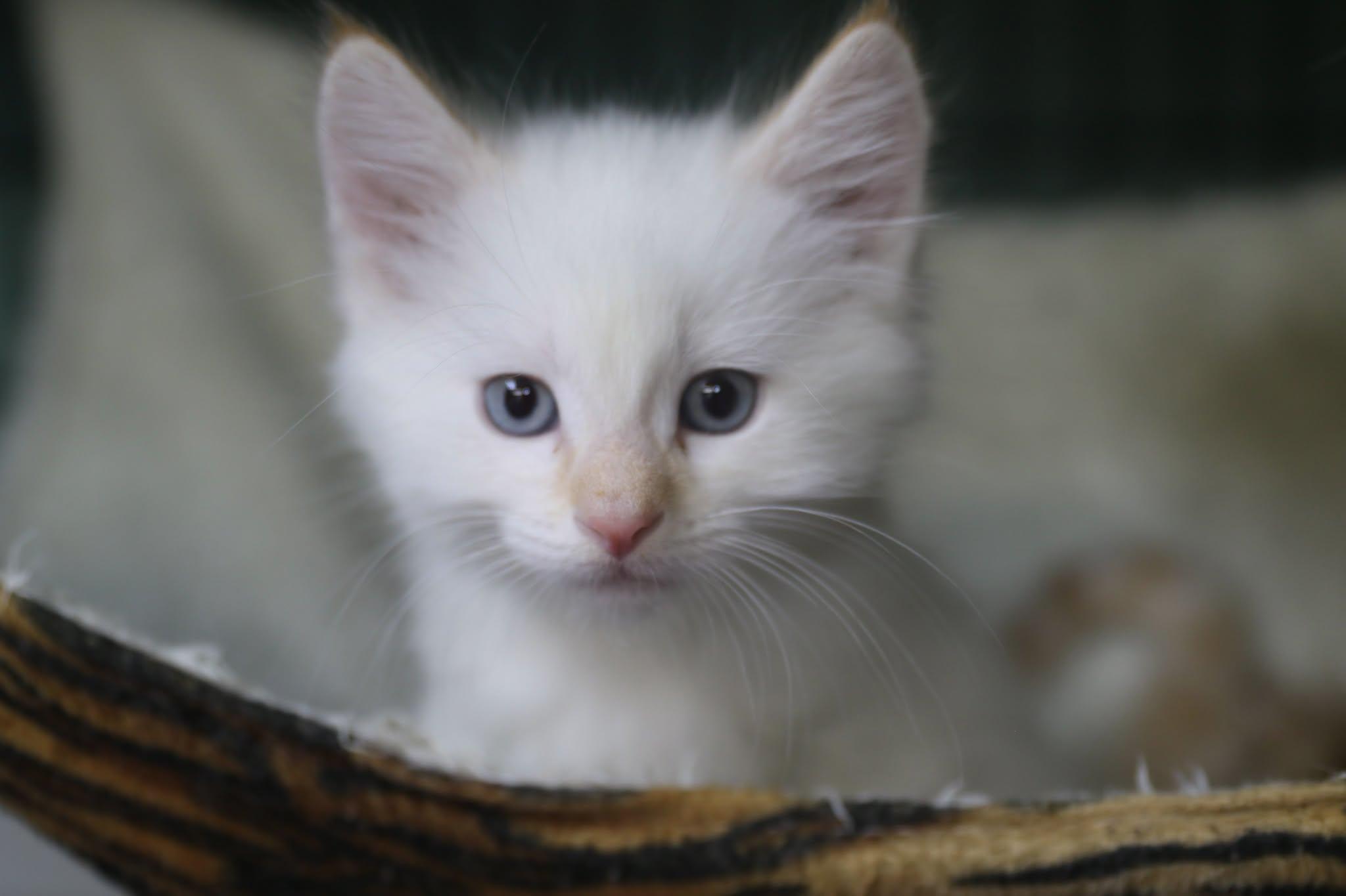 Enlarge Katsitsi, a Adoptable Siamese in Cut Bank, MT image 1/6