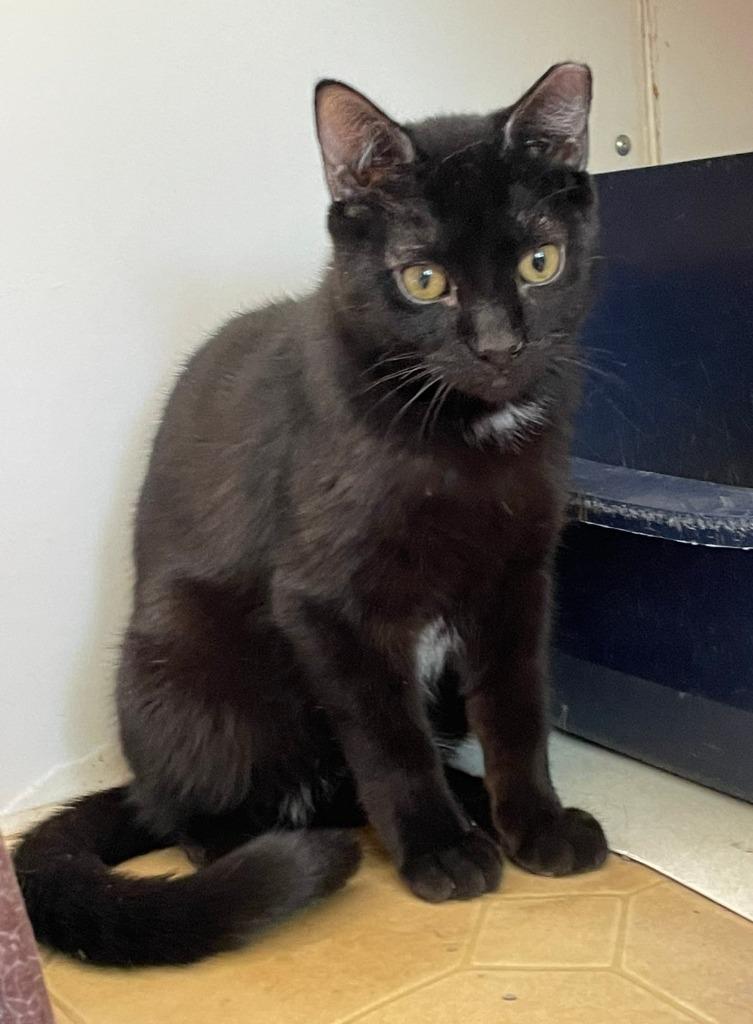 Enlarge Shadow Licorice, a Adoptable mixed breed in Ogden, UT image 1/2