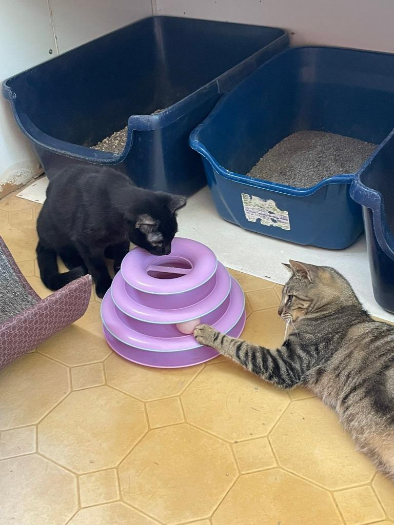 Enlarge Shadow Licorice, a Adoptable mixed breed in Ogden, UT image 2/2