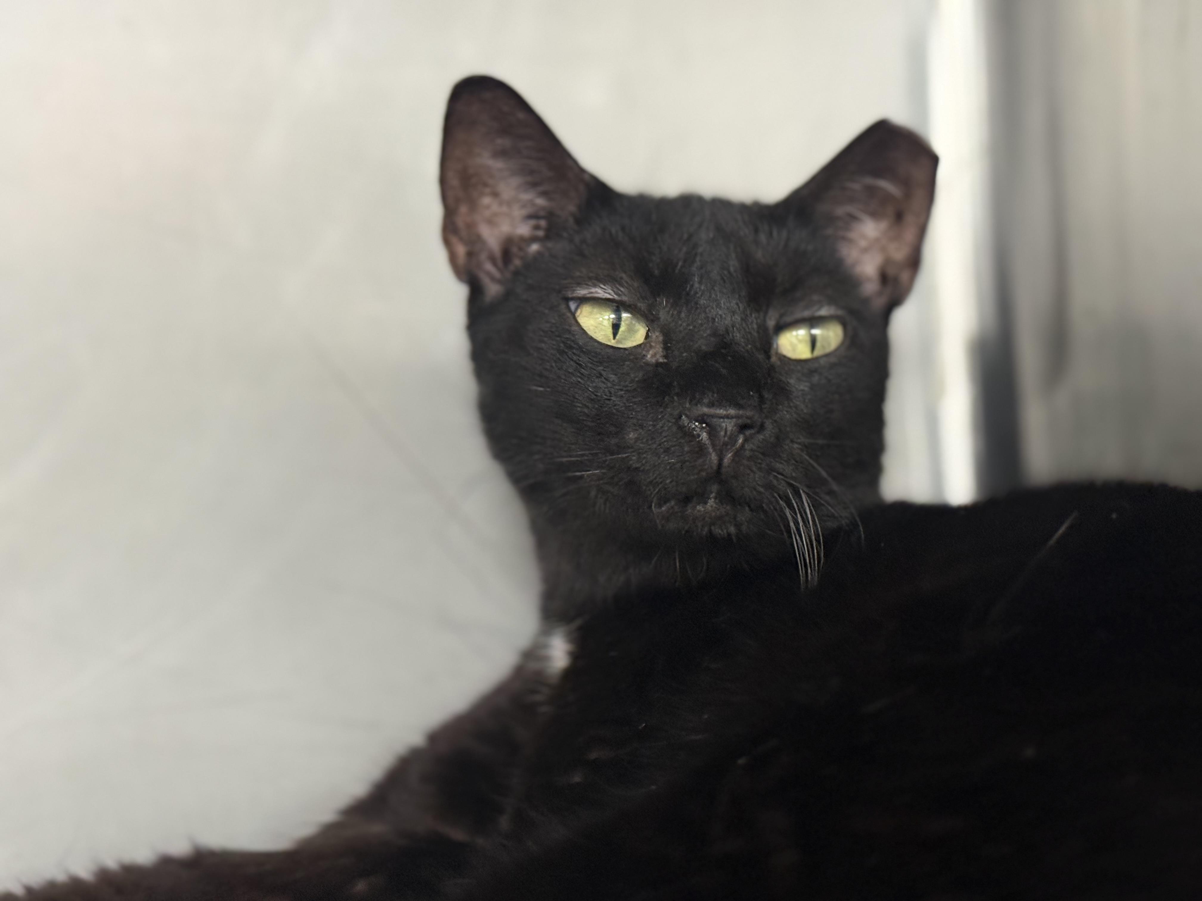 Enlarge Hunter, a ADOPTABLE Domestic Short Hair in Lauderhill, FL image 4/5