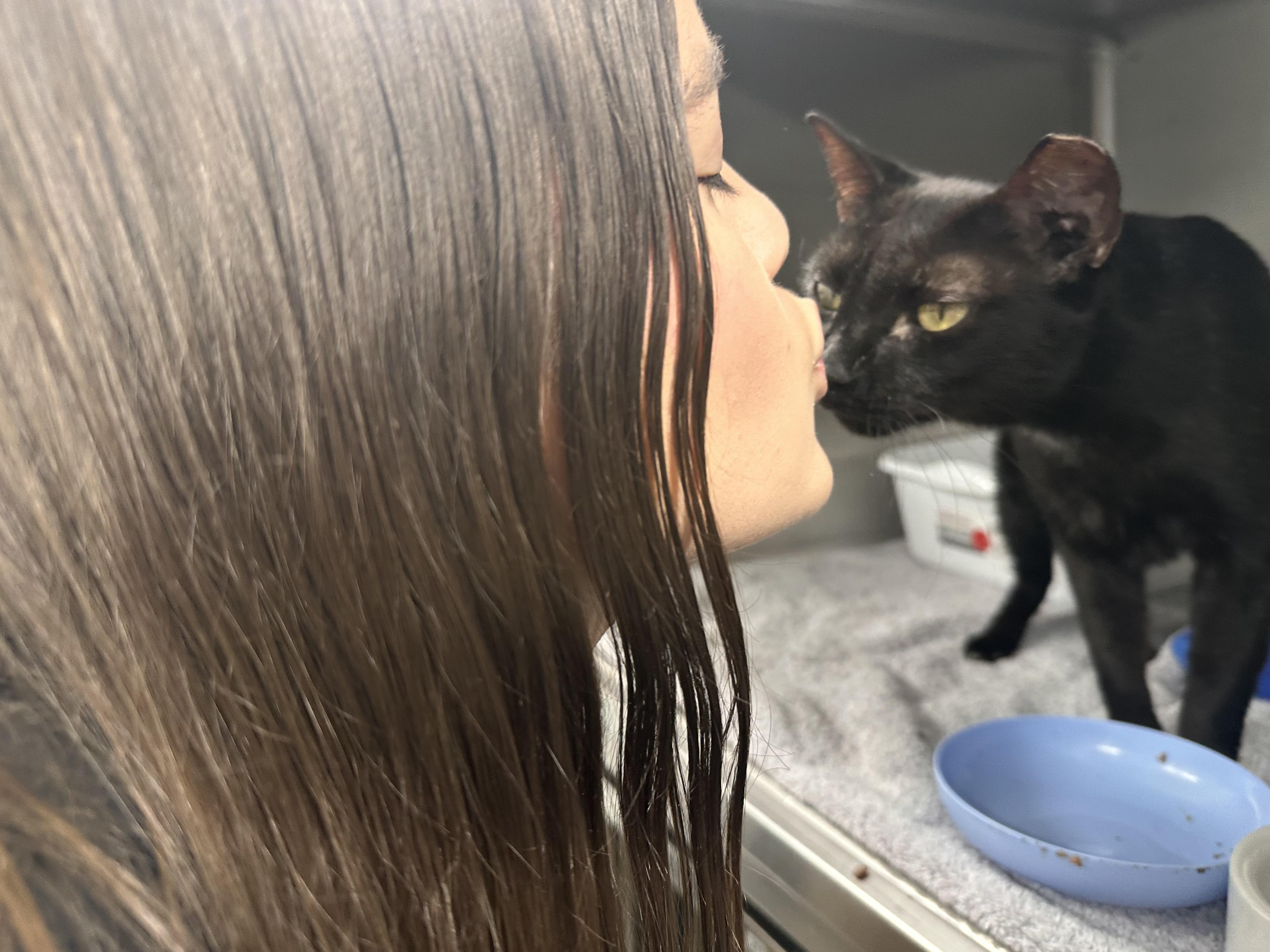 Enlarge Hunter, a ADOPTABLE Domestic Short Hair in Lauderhill, FL image 3/5
