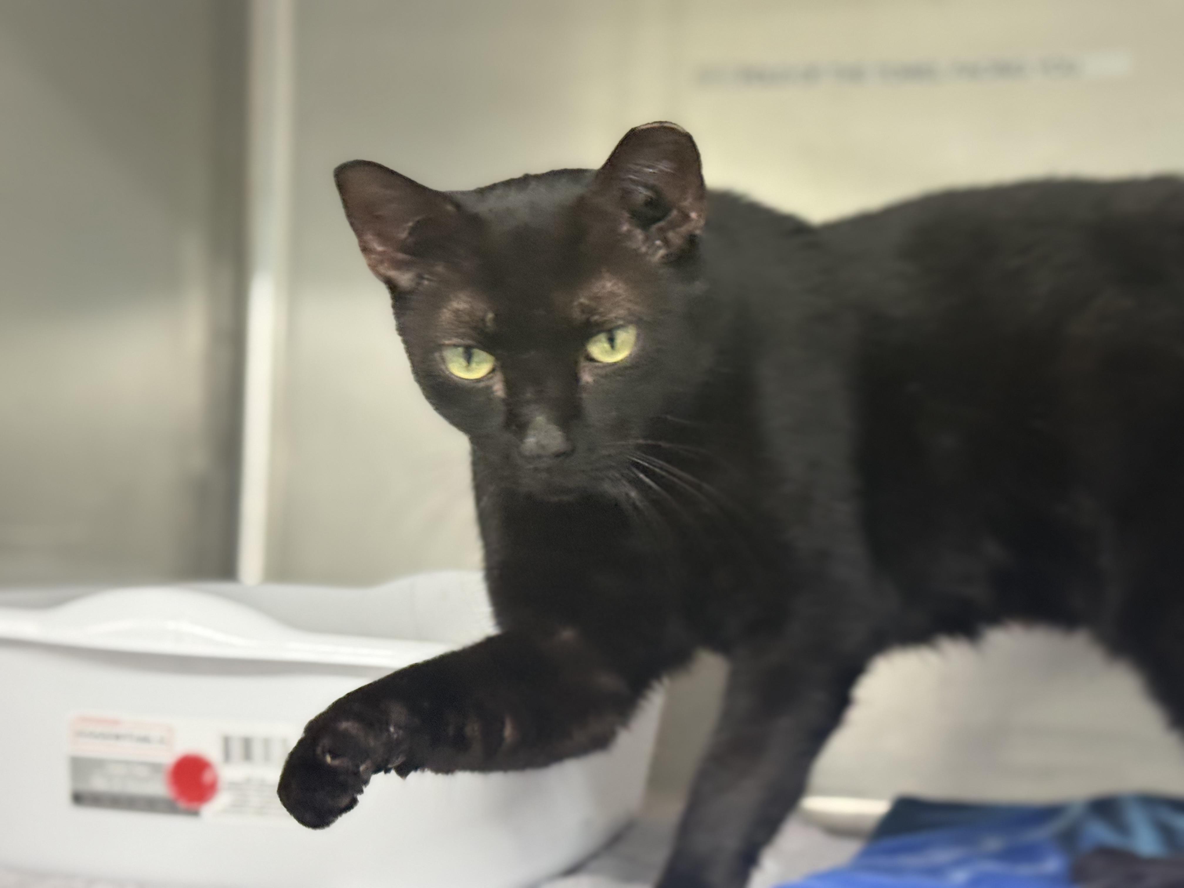 Enlarge Hunter, a ADOPTABLE Domestic Short Hair in Lauderhill, FL image 5/5