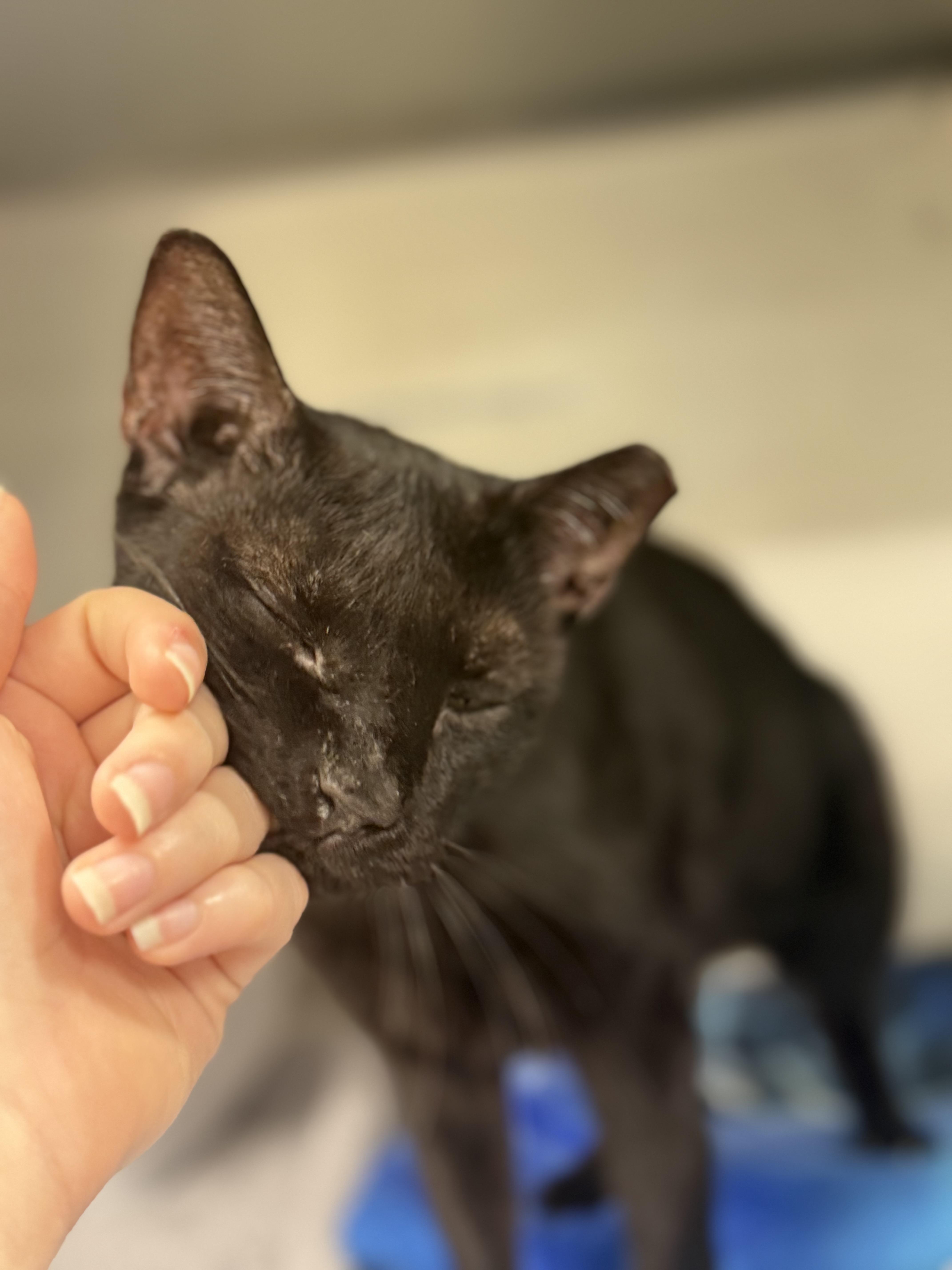 Hunter, ADOPTABLE, Adult Male Domestic Short Hair.