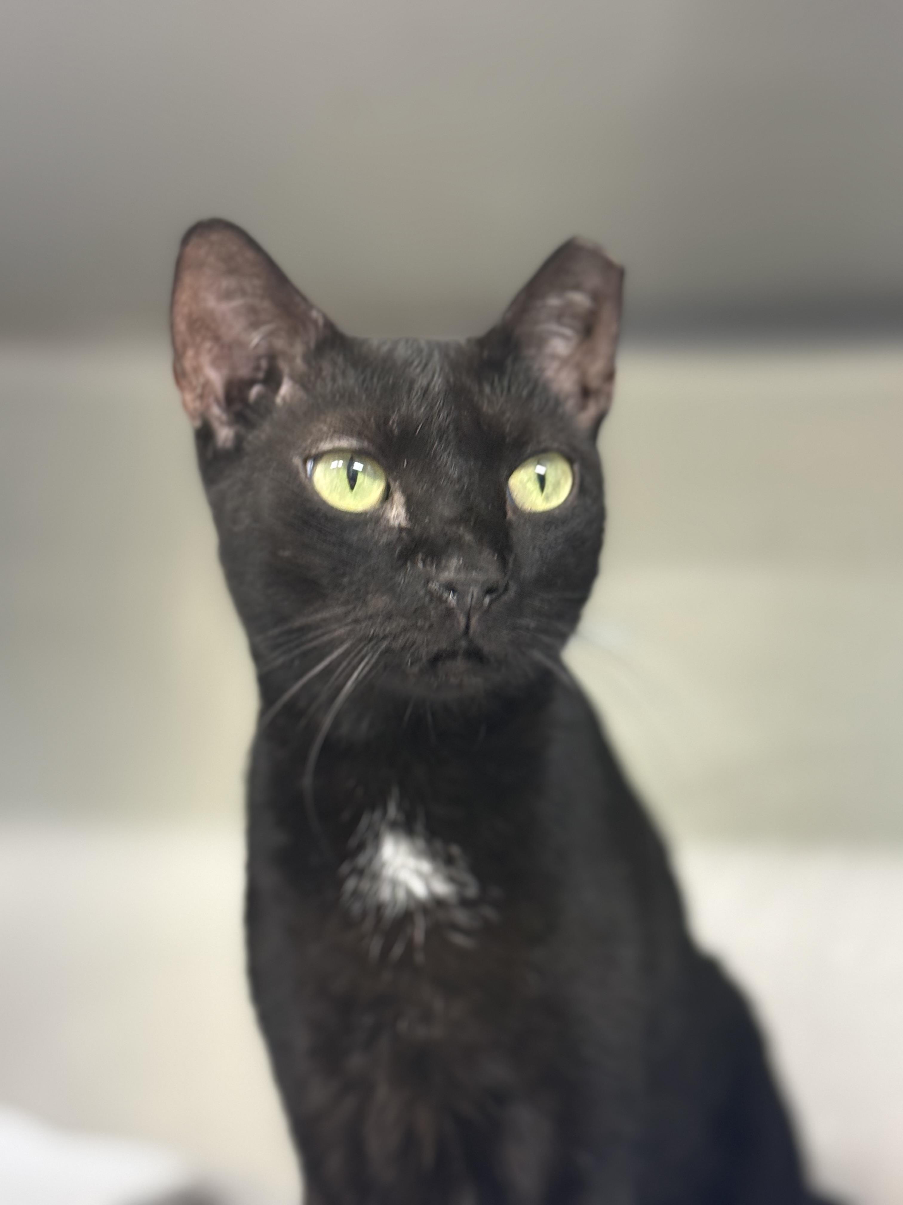 Enlarge Hunter, a ADOPTABLE Domestic Short Hair in Lauderhill, FL image 2/5
