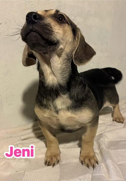 Enlarge Jeni, a ADOPTABLE mixed breed in GLEN MILLS, PA image 2/3