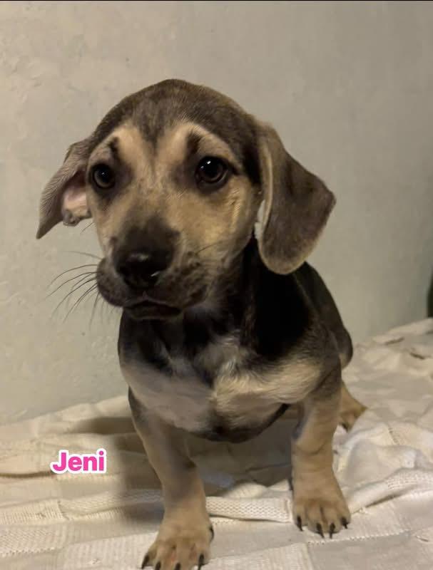 Enlarge Jeni, a ADOPTABLE mixed breed in GLEN MILLS, PA image 1/3