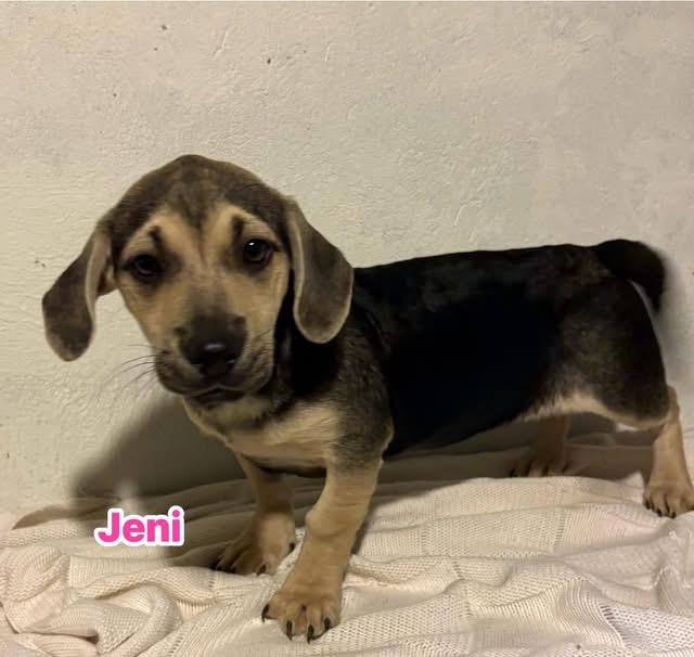 Enlarge Jeni, a ADOPTABLE mixed breed in GLEN MILLS, PA image 3/3