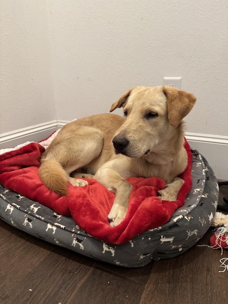 Abgrall / Cuddy, Adoptable, Adult Male Labrador Retriever.