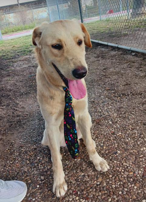 Abgrall / Cuddy, Adoptable, Adult Male Labrador Retriever.