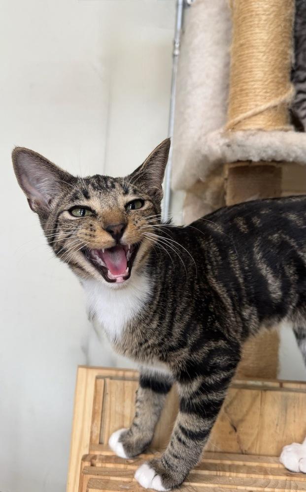 Enlarge Chowda, a Adoptable Domestic Short Hair in Tucson, AZ image 1/1