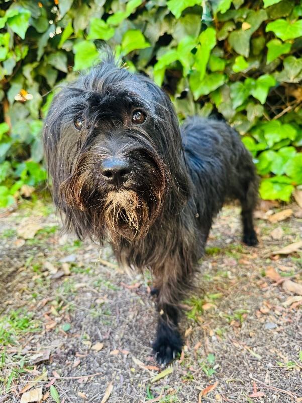 Willie, Adoptable, Adult Male Maltese & Mixed Breed.