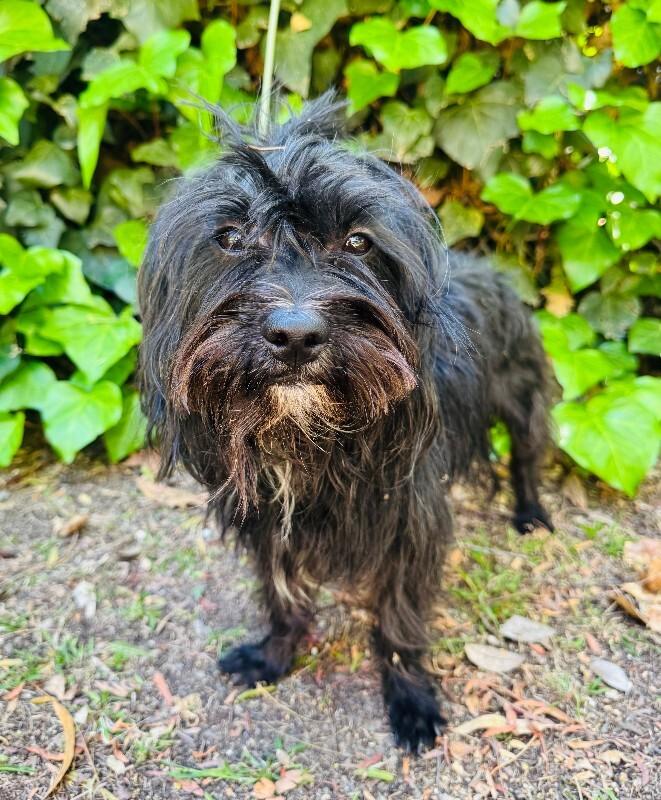 Enlarge Willie, a Adoptable mixed breed in Valley Village, CA image 2/5