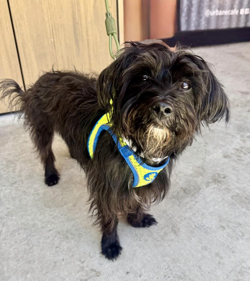 Enlarge Willie, a Adoptable mixed breed in Valley Village, CA image 1/6